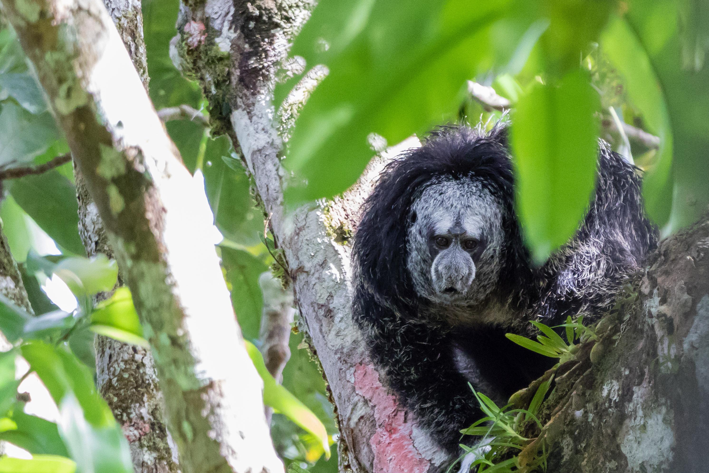 3-Day Amazon Jungle Expedition from Tena – All Inclusive