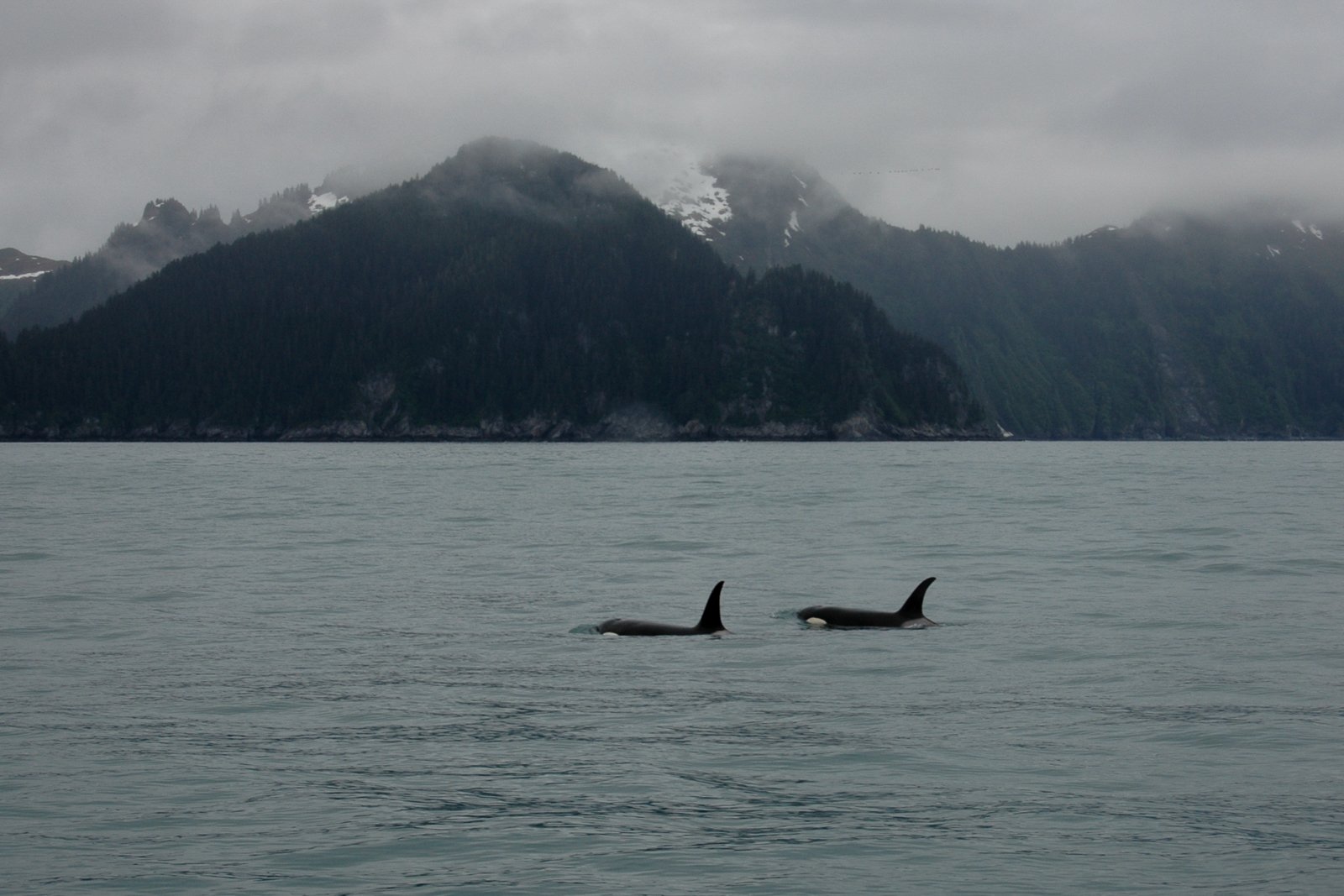From Seward: Half-Day Resurrection Bay Wildlife Cruise Tour