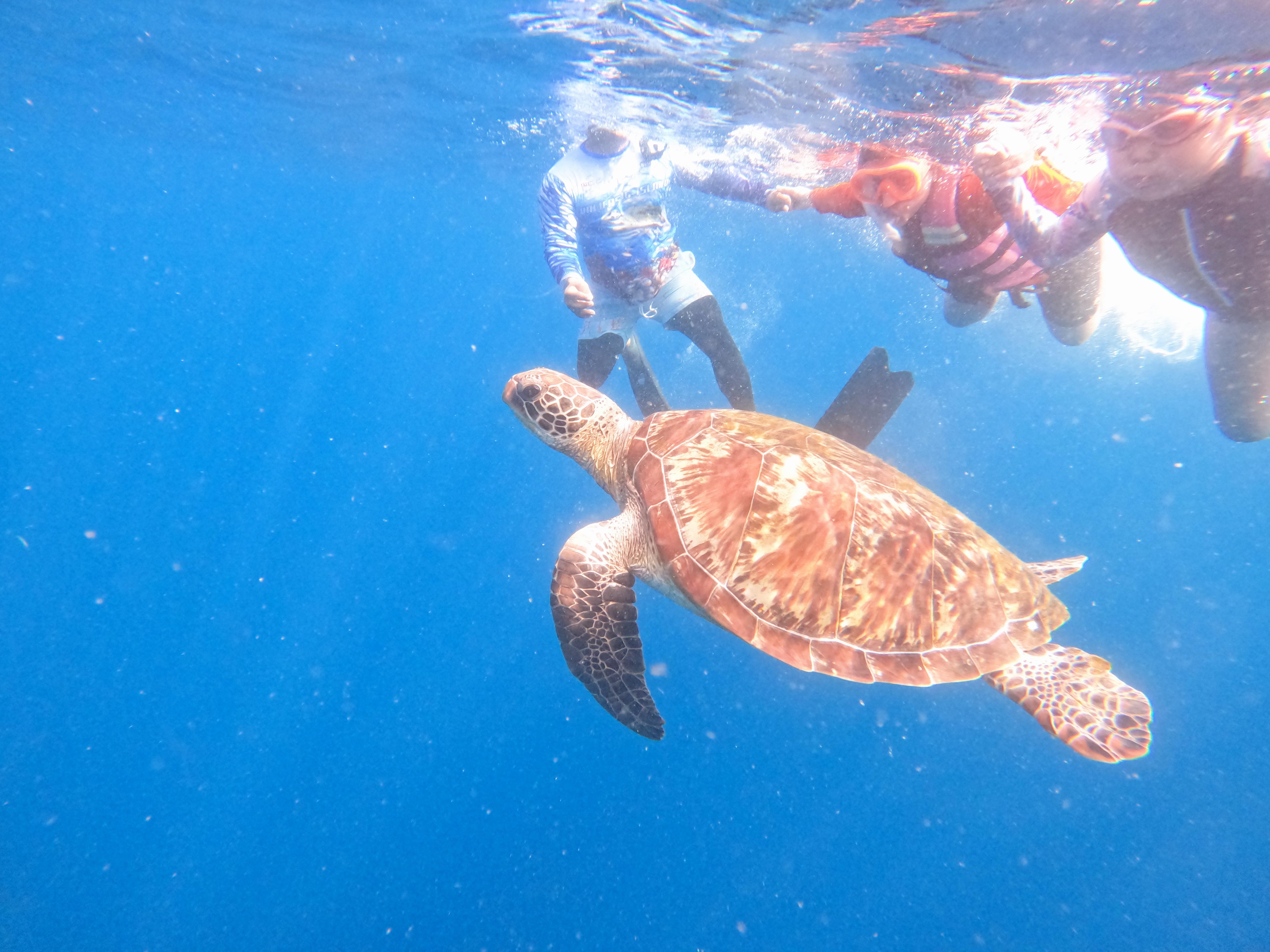 Balicasag Island & Virgin Sandbar: Dolphin Watching, Turtle Snorkeling & BBQ Lunch