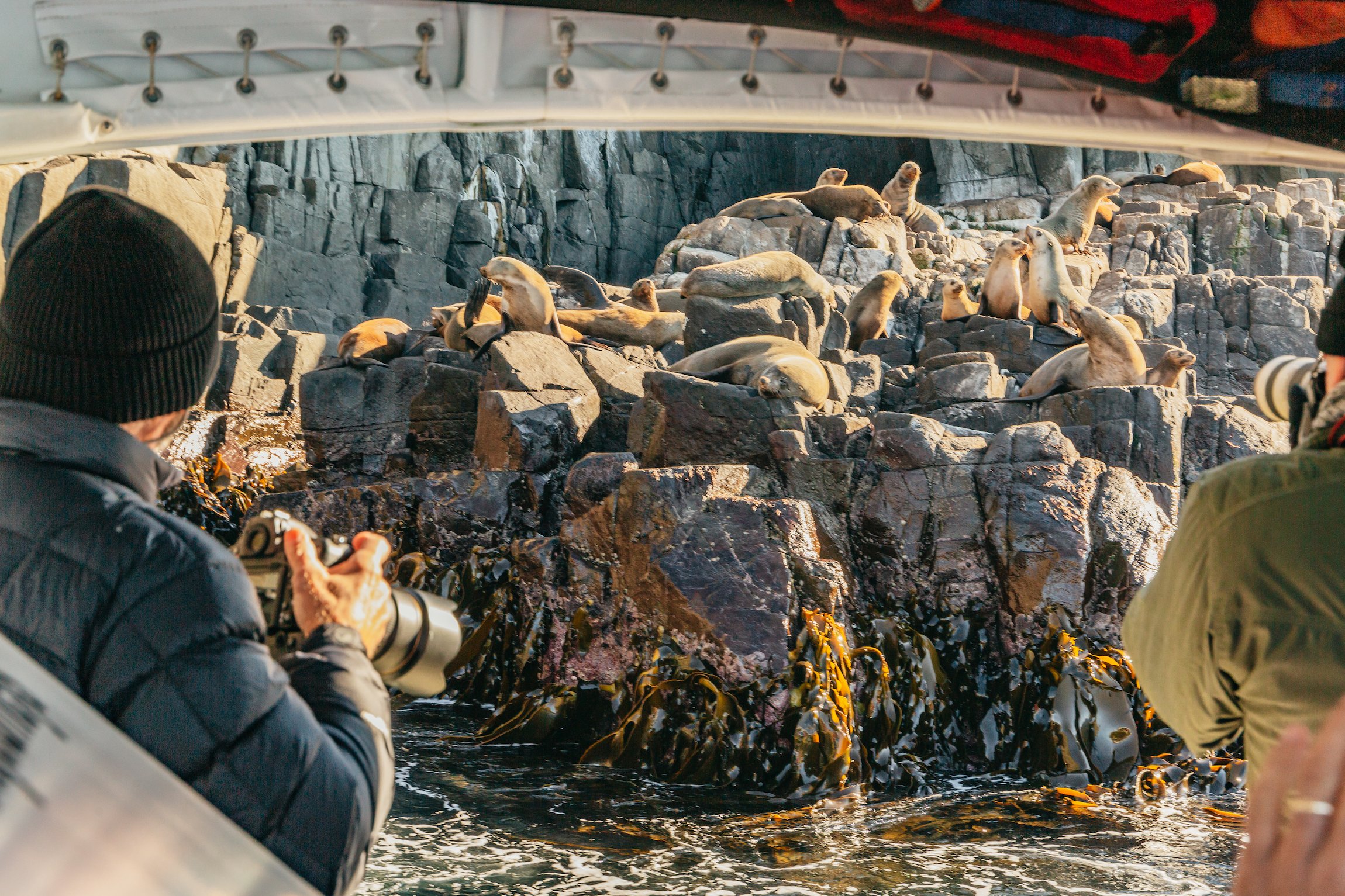 Bruny Island Wilderness Cruise from Hobart or Adventure Bay