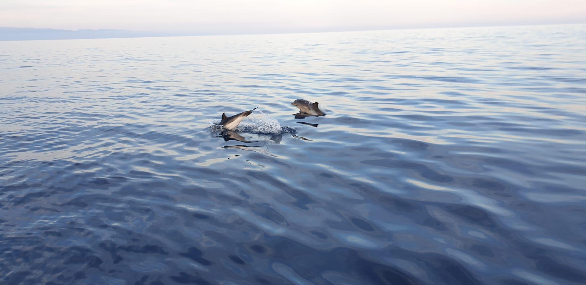 Sunset Dolphin & Aperitif Boat Tour from Giardini Naxos