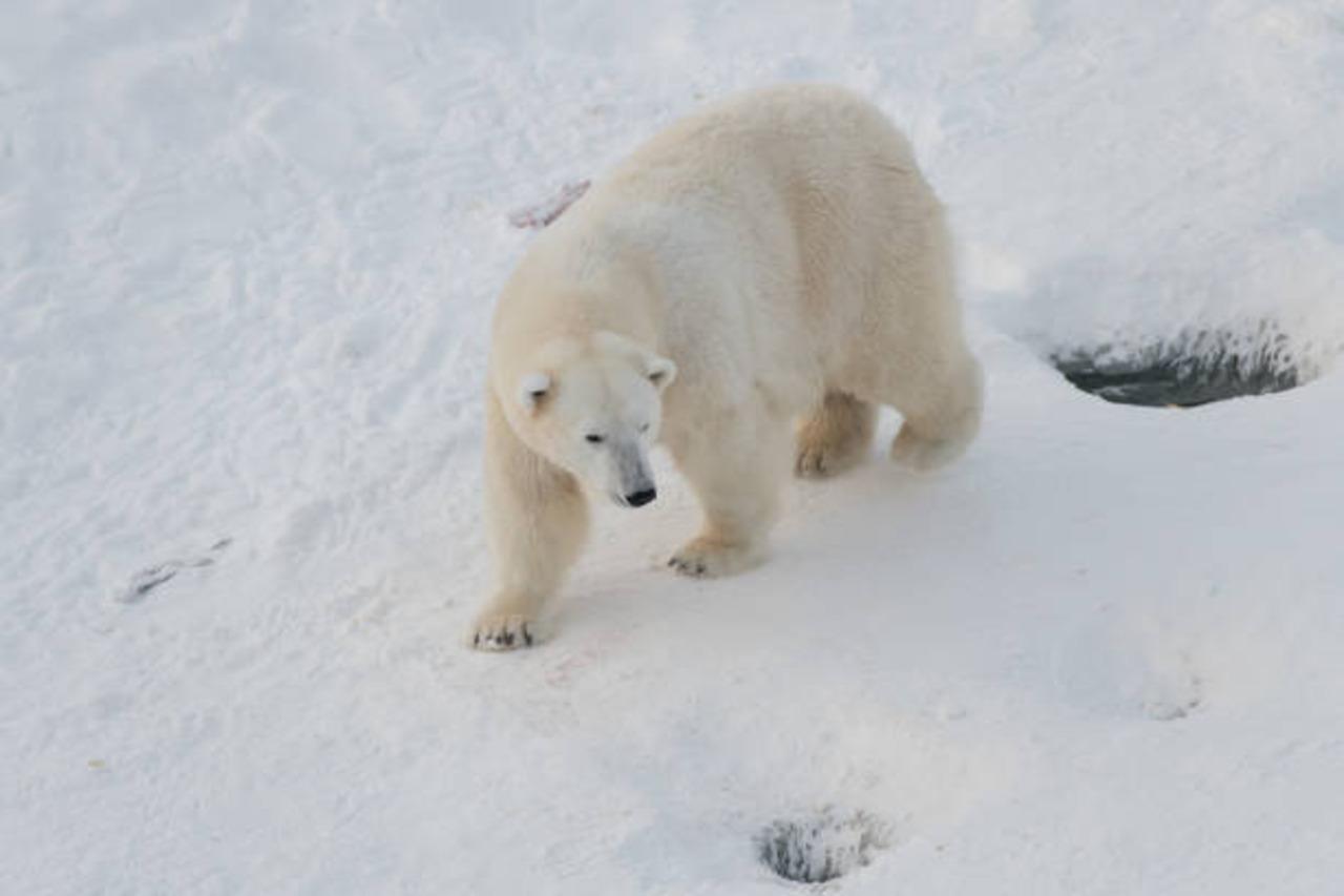 Rovaniemi to Ranua Wildlife Park: Arctic Animal Day Trip