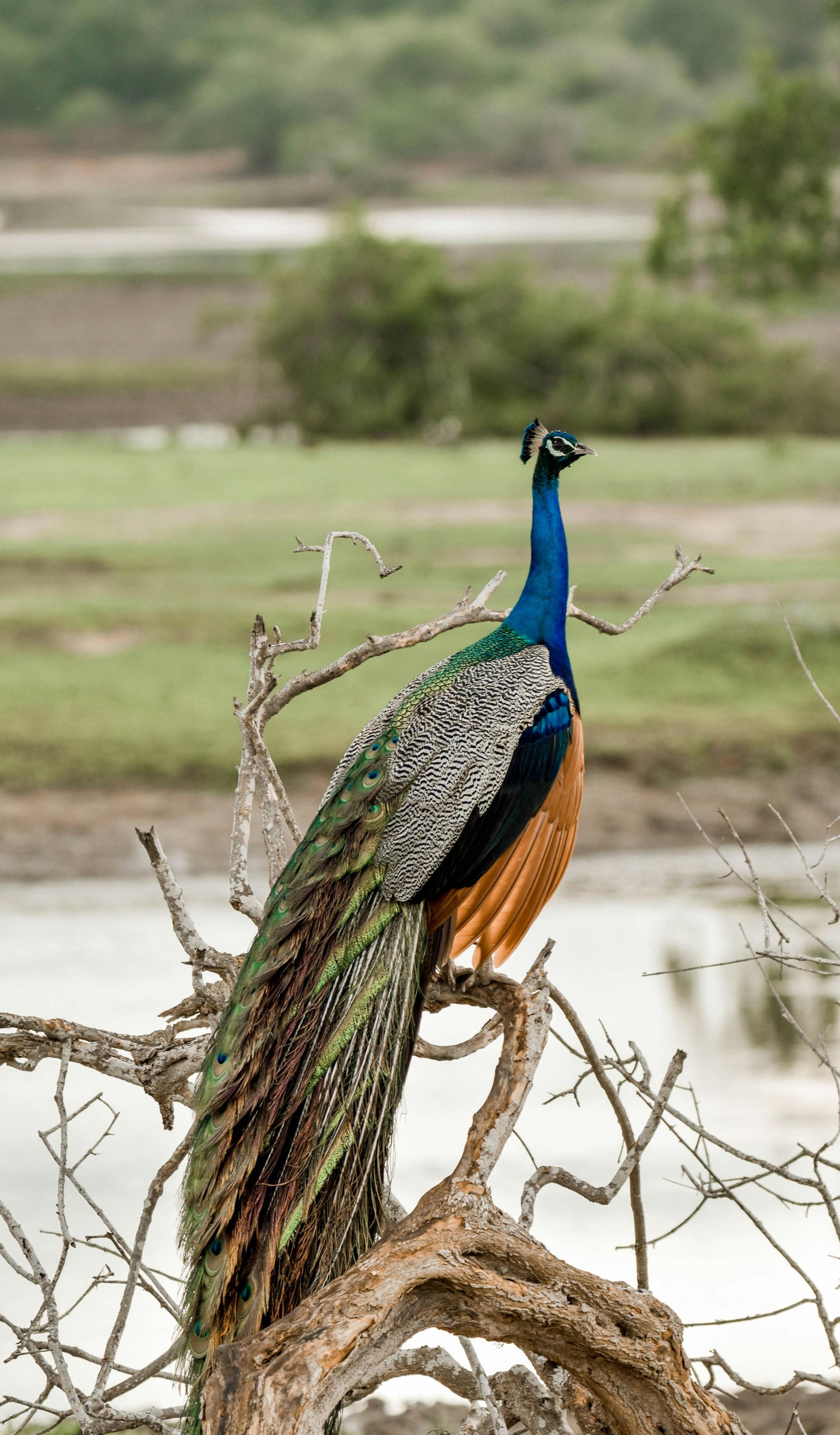 Colombo to Galle & Jungle Beach Private Day Trip