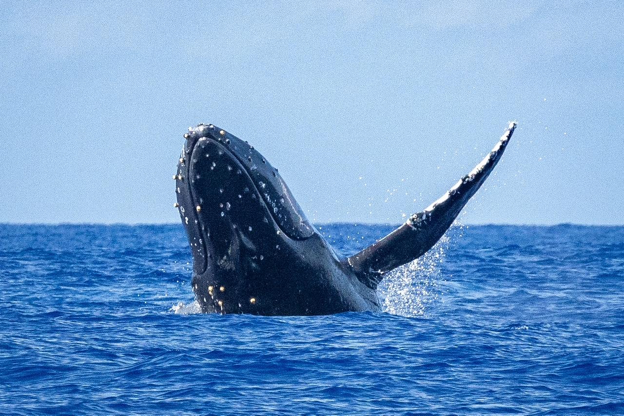 Waikiki Humpback Whale Watching Cruise
