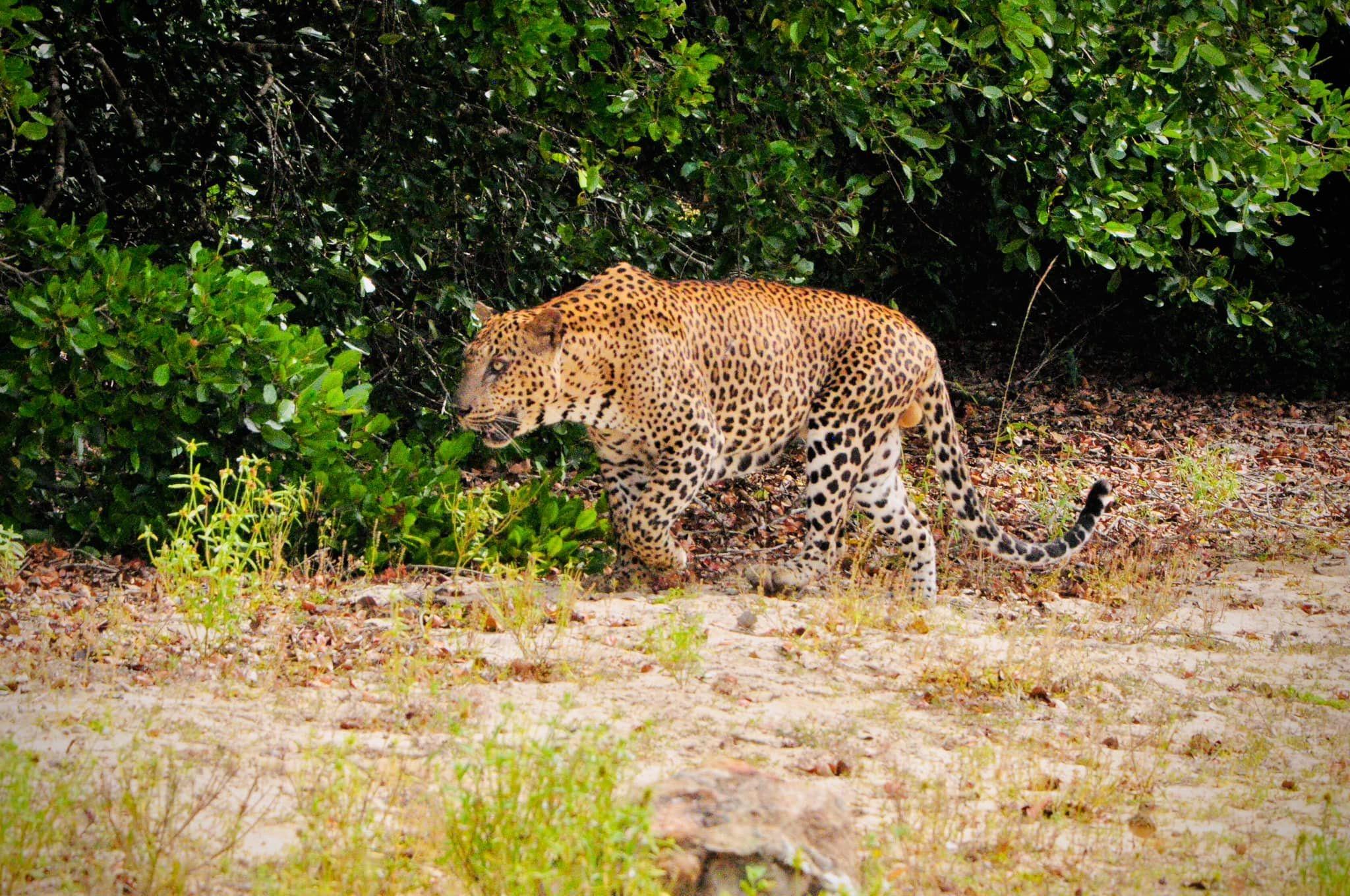 Yala National Park Safari: Morning or Afternoon Game Drive