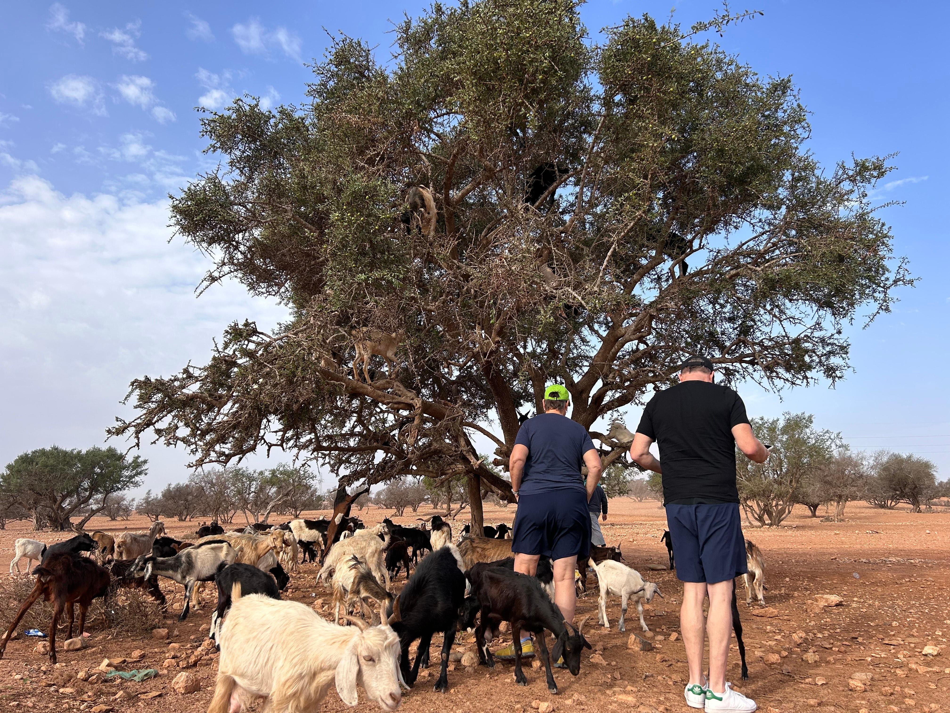 Agadir Highlights: Cable Car, Crocopark & Argan Goats