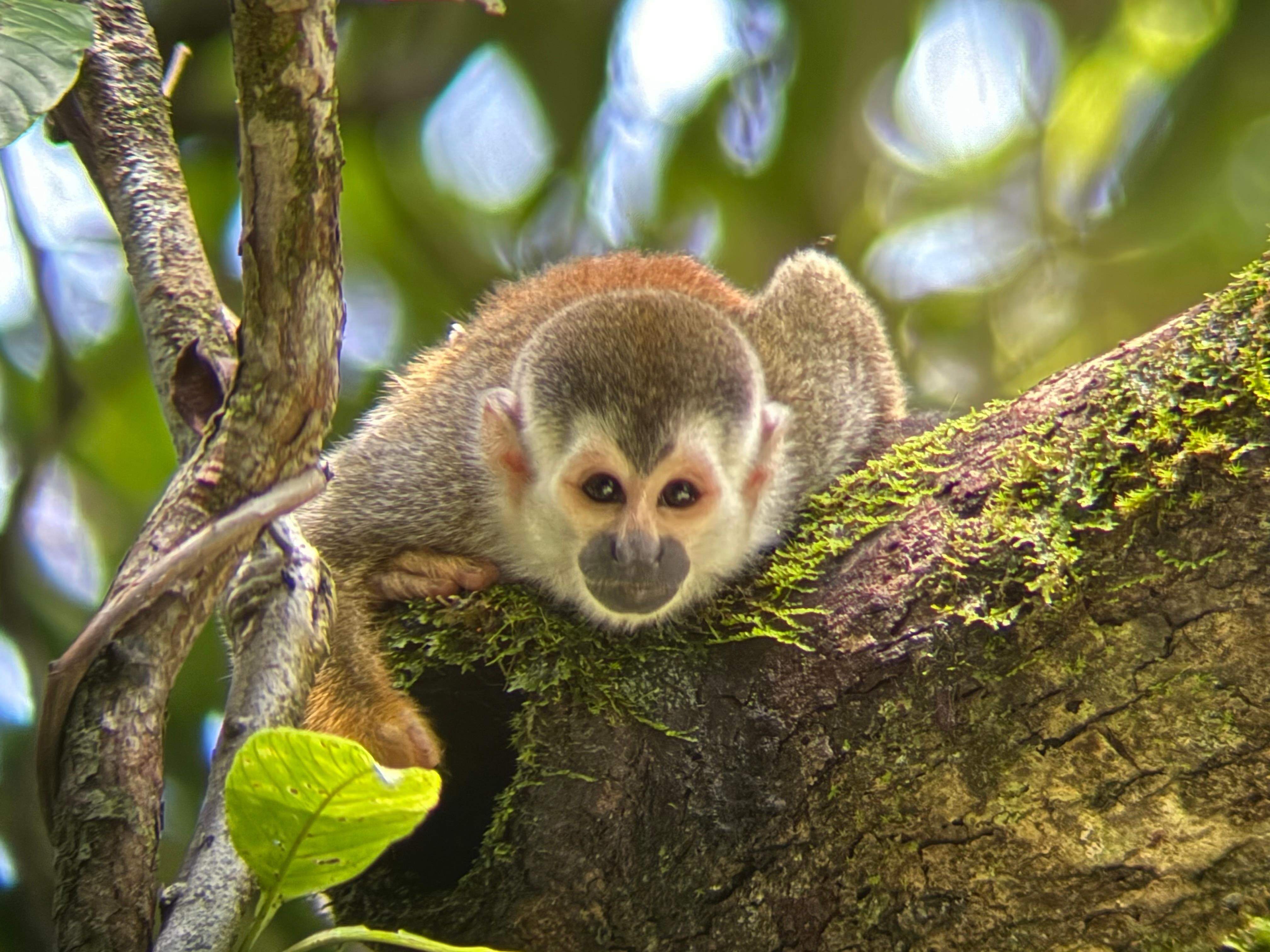 Manuel Antonio National Park: Wildlife Guided Tour with Entrance Fee