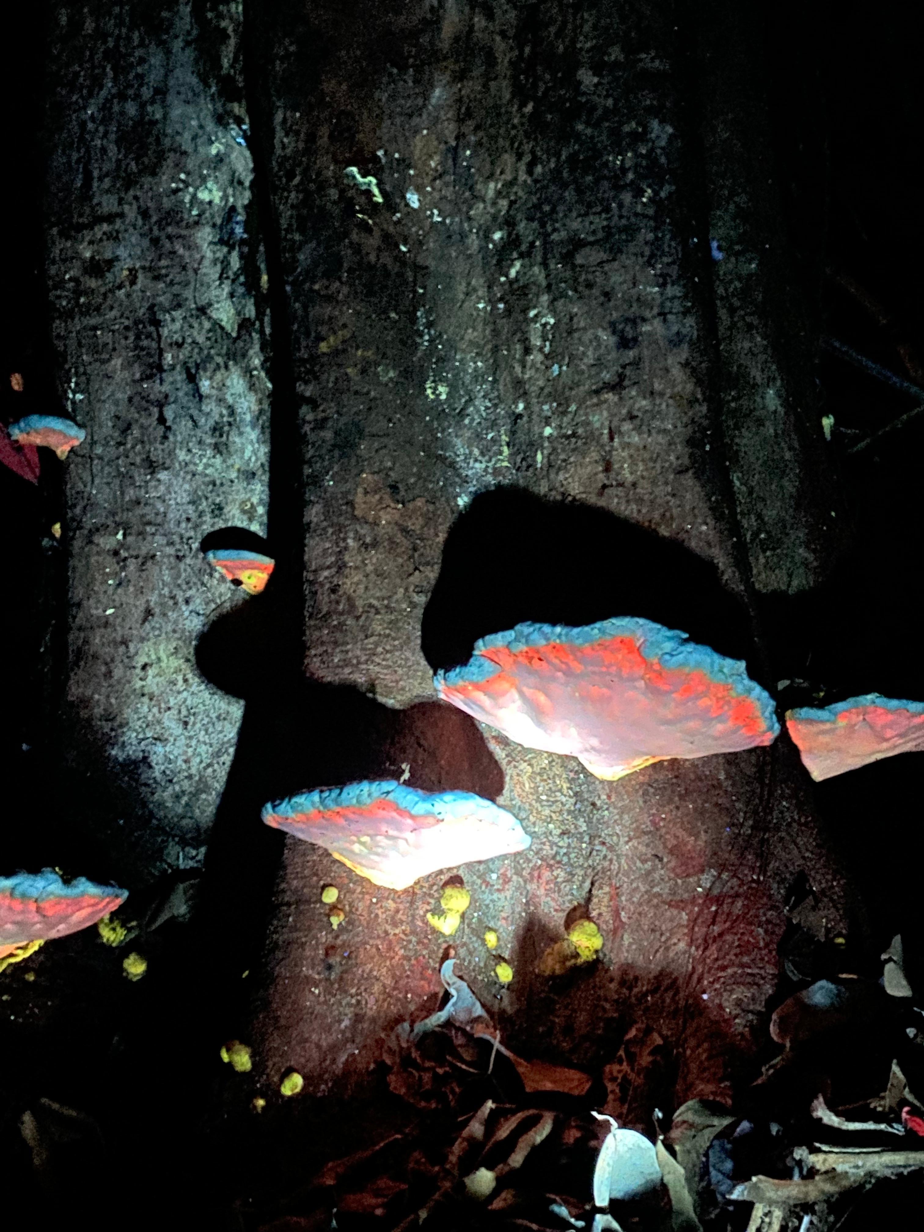 Manuel Antonio Night Wildlife Walk with Expert Naturalist