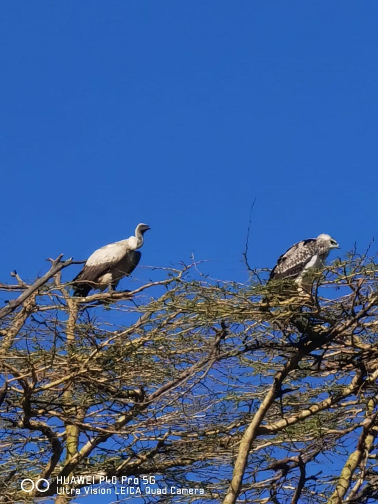 Nairobi National Park Twilight Safari & Sundowner