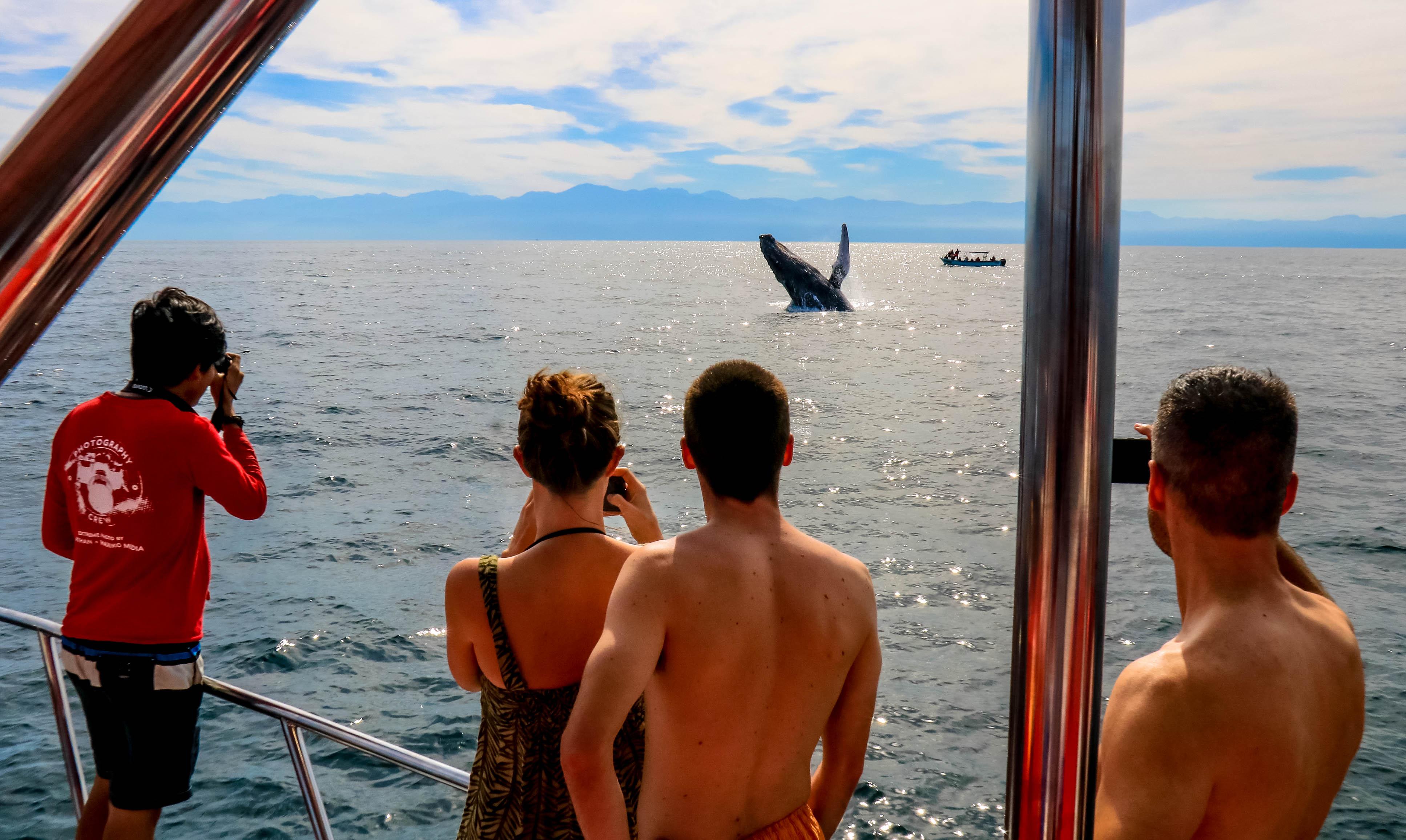 Luxury Mega Yacht Sunset & Whale Watching Tour