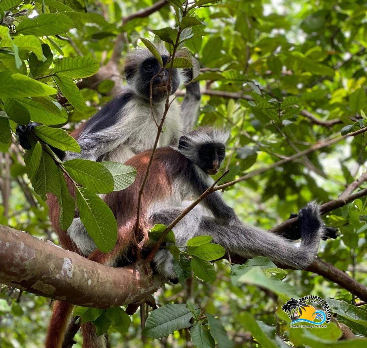 Zanzibar: Jozani Forest, Salaam Cave & The Rock Restaurant Day Tour