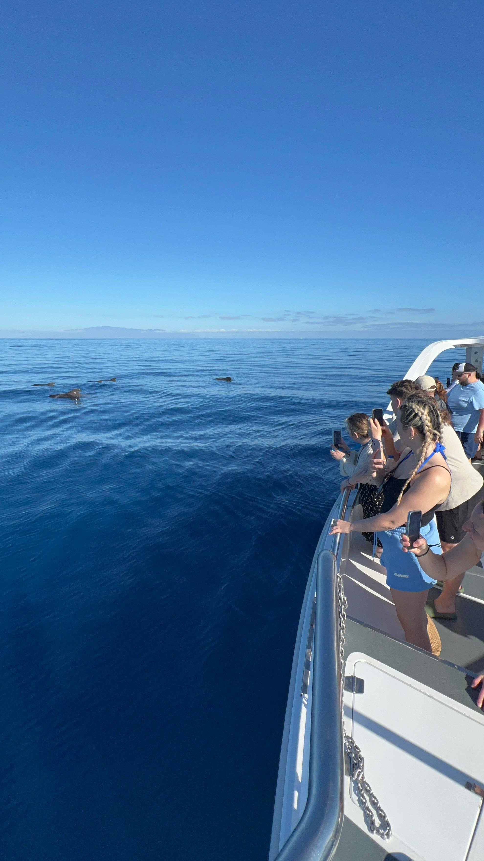 Tenerife Eco-Yacht Whale & Dolphin Watching Cruise