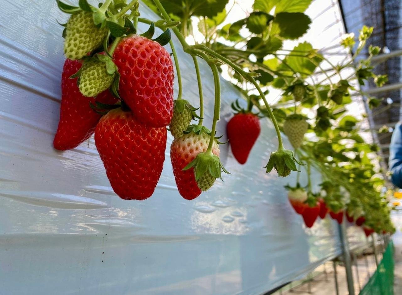 Mt. Fuji Seasonal Discovery: Fruit Picking & Scenic Train Day Tour