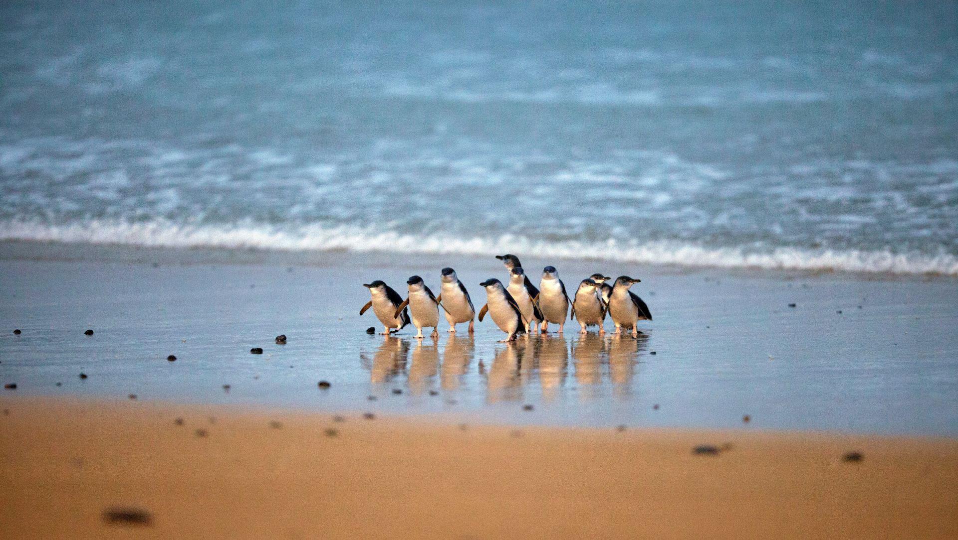 Phillip Island Wildlife & Penguin Parade Day Tour