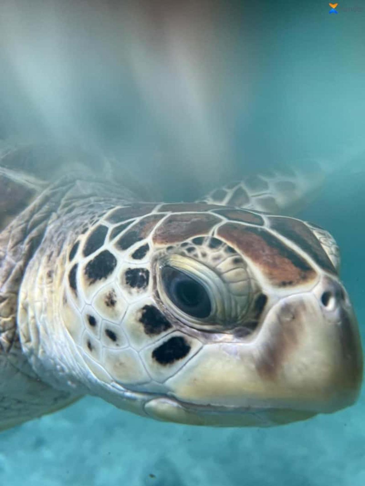 Zanzibar Full-Day: Jozani Forest, Turtle Swim & The Rock Restaurant