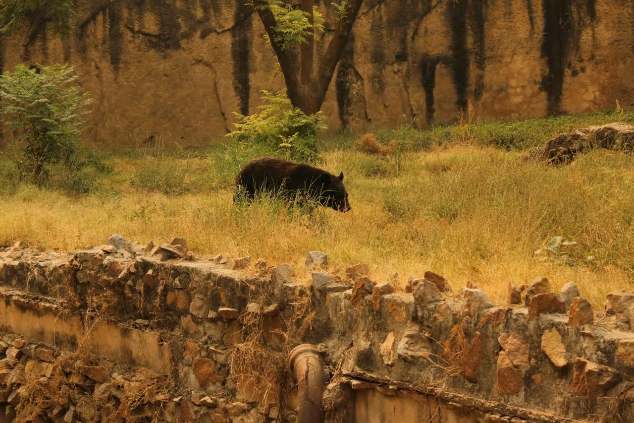 2-Day Ranthambore Tiger Safari from Delhi