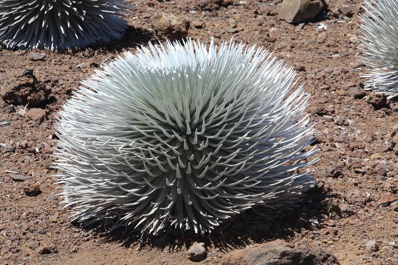 Maui: Haleakala Sunrise Tour with Pick-up