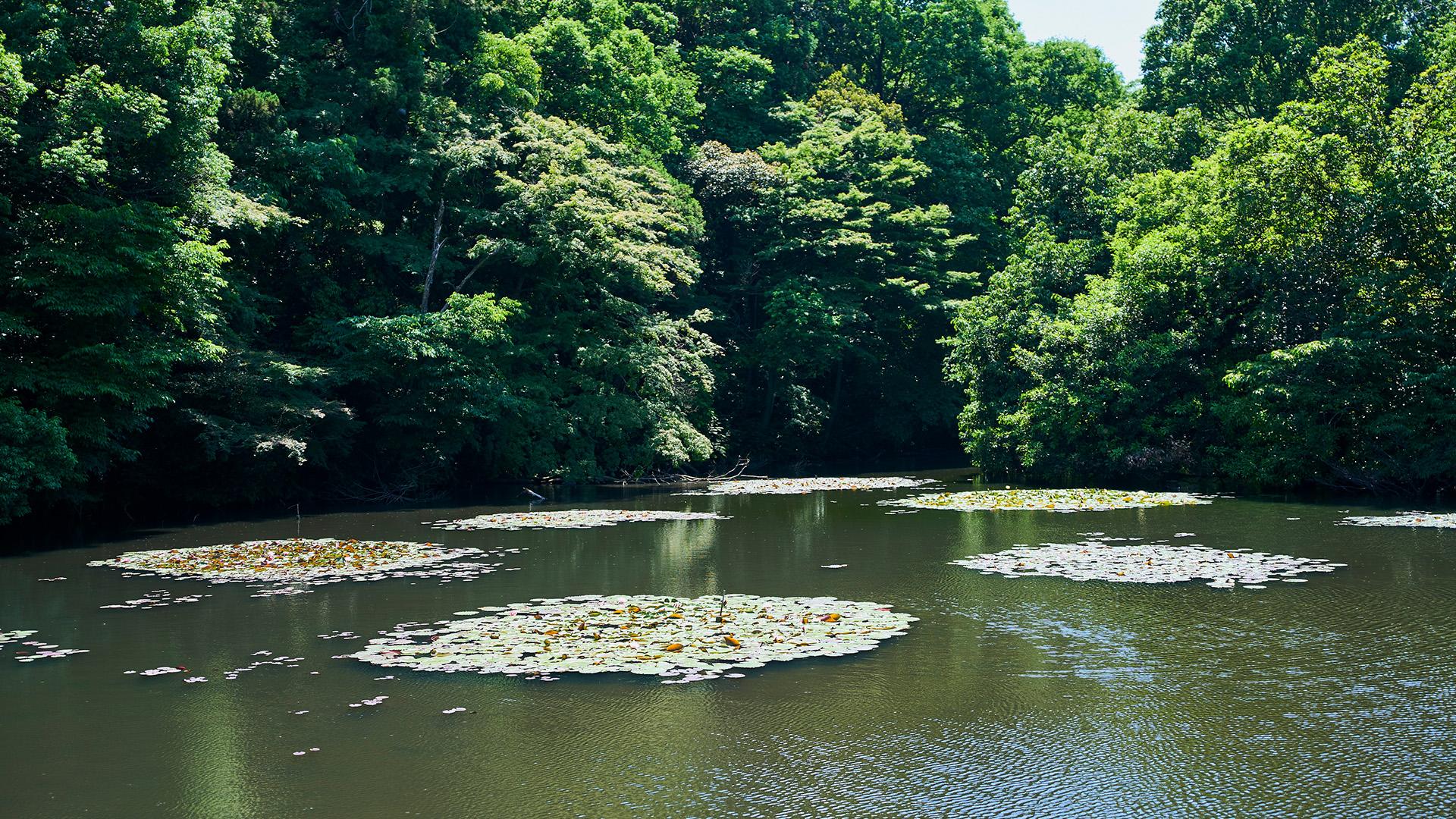 Tokyo Meiji Shrine Walking Tour: Shinto Faith & Imperial Legacy