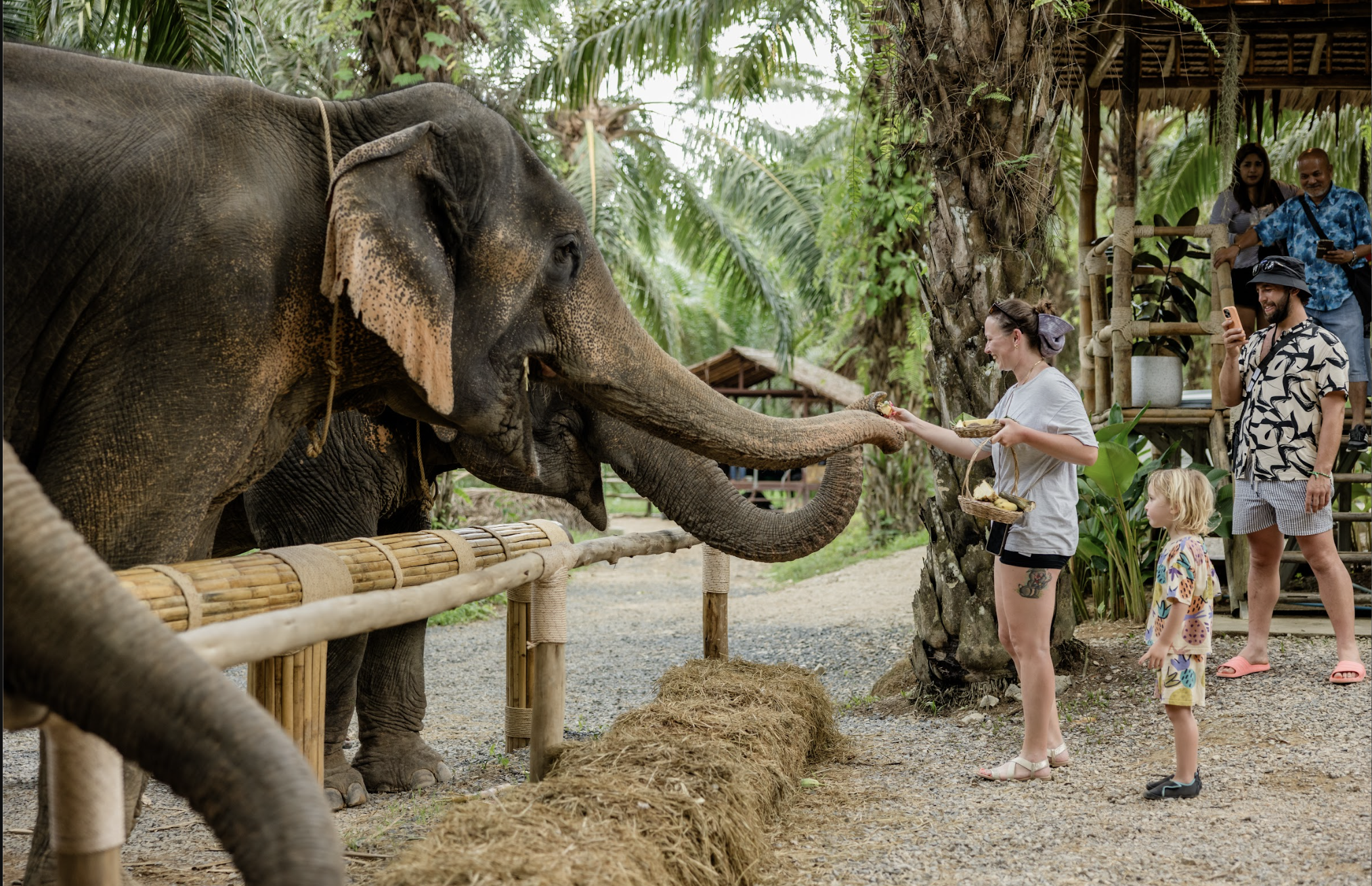Khao Sok Elephant Care & Walk Experience