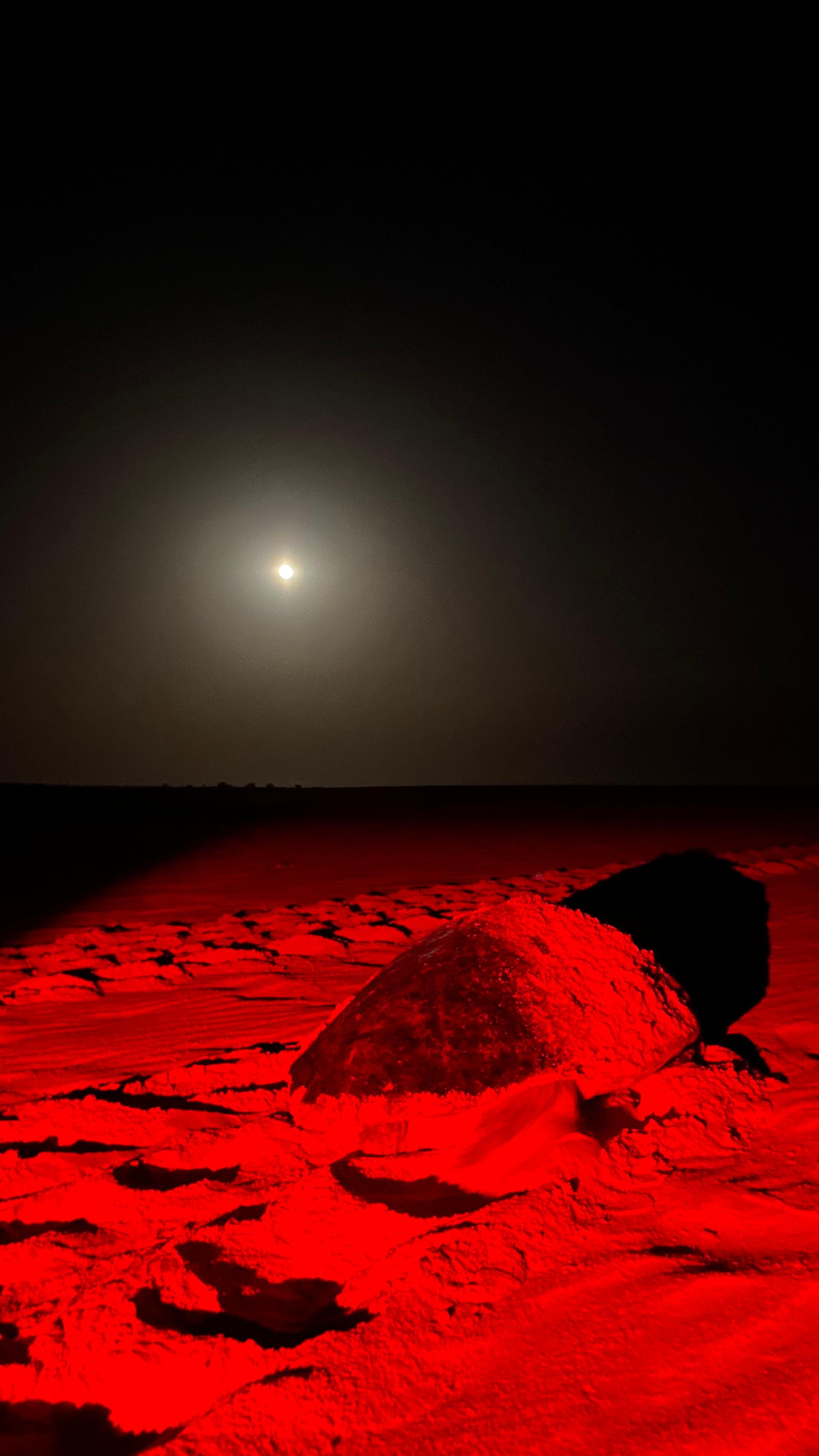 Caretta Caretta Turtle Nesting Experience in Boa Vista