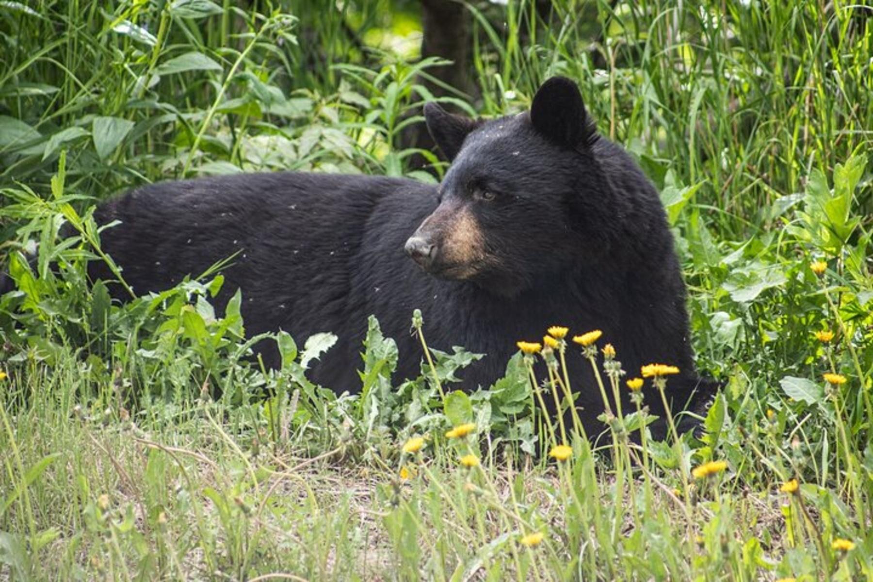 Anchorage Wildlife & Glacier Discovery Tour