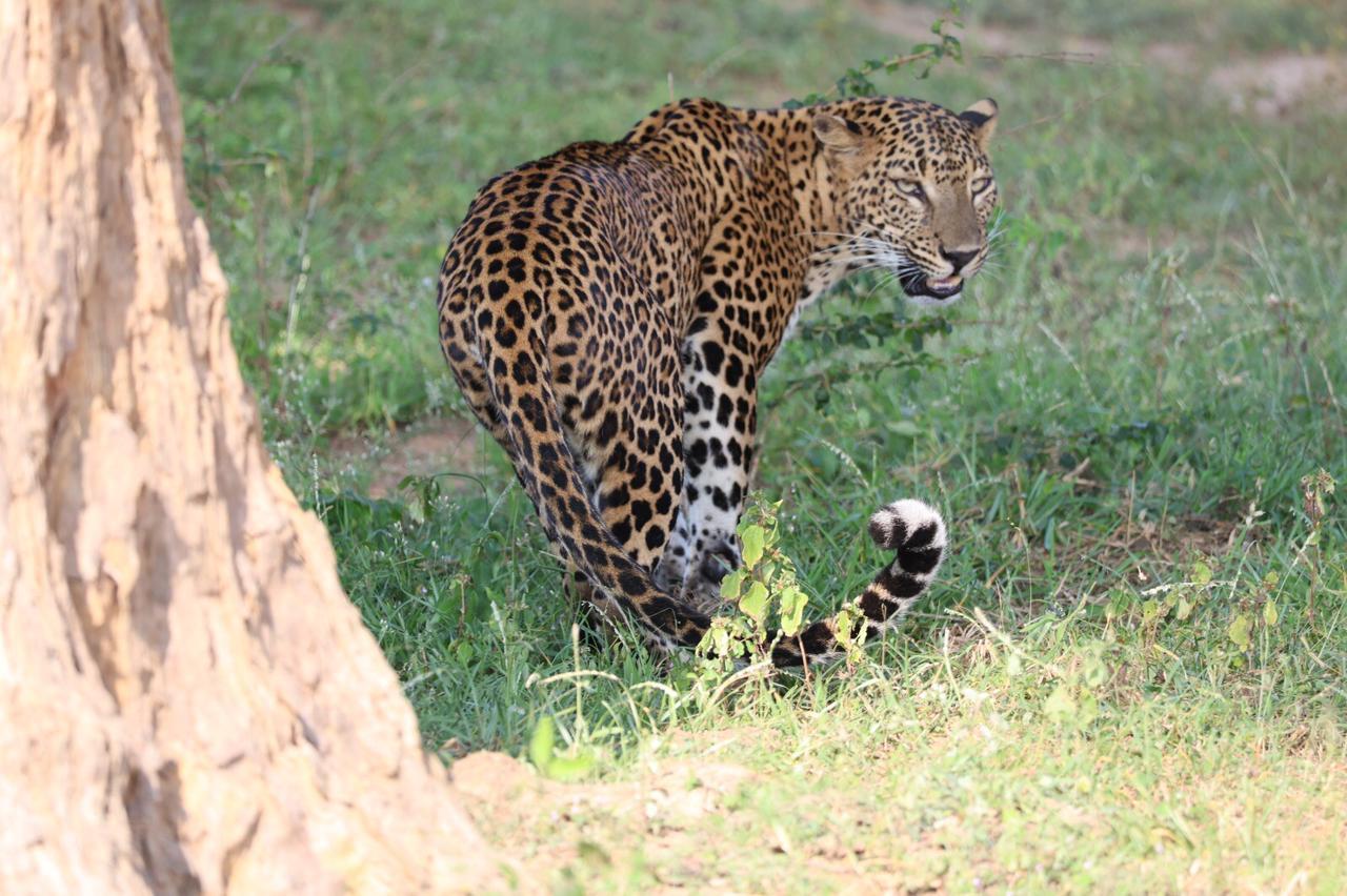Private Yala National Park Safari with All-Inclusive Transfers