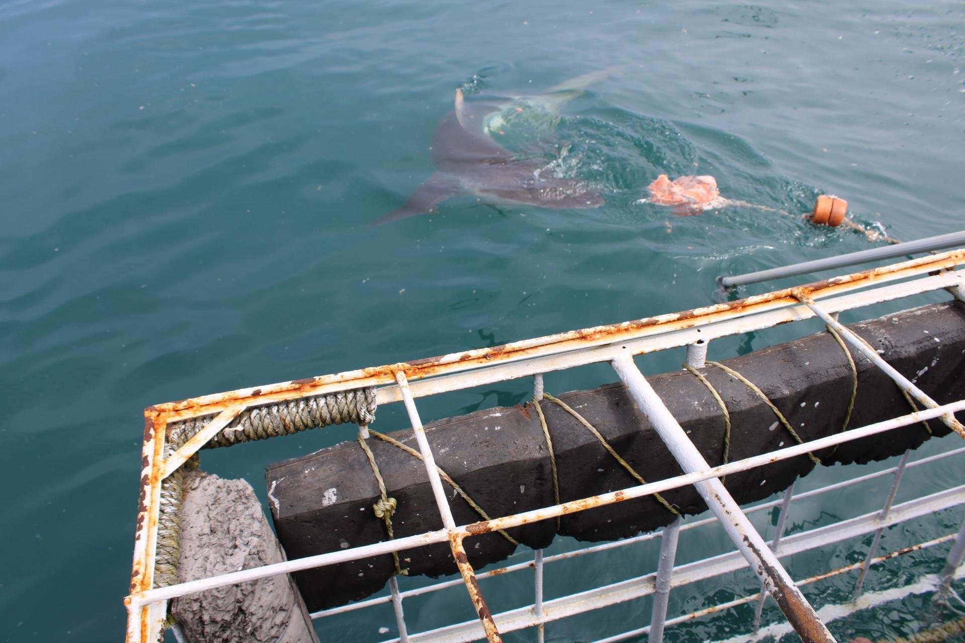 Private Shark Cage Diving Day Tour from Cape Town