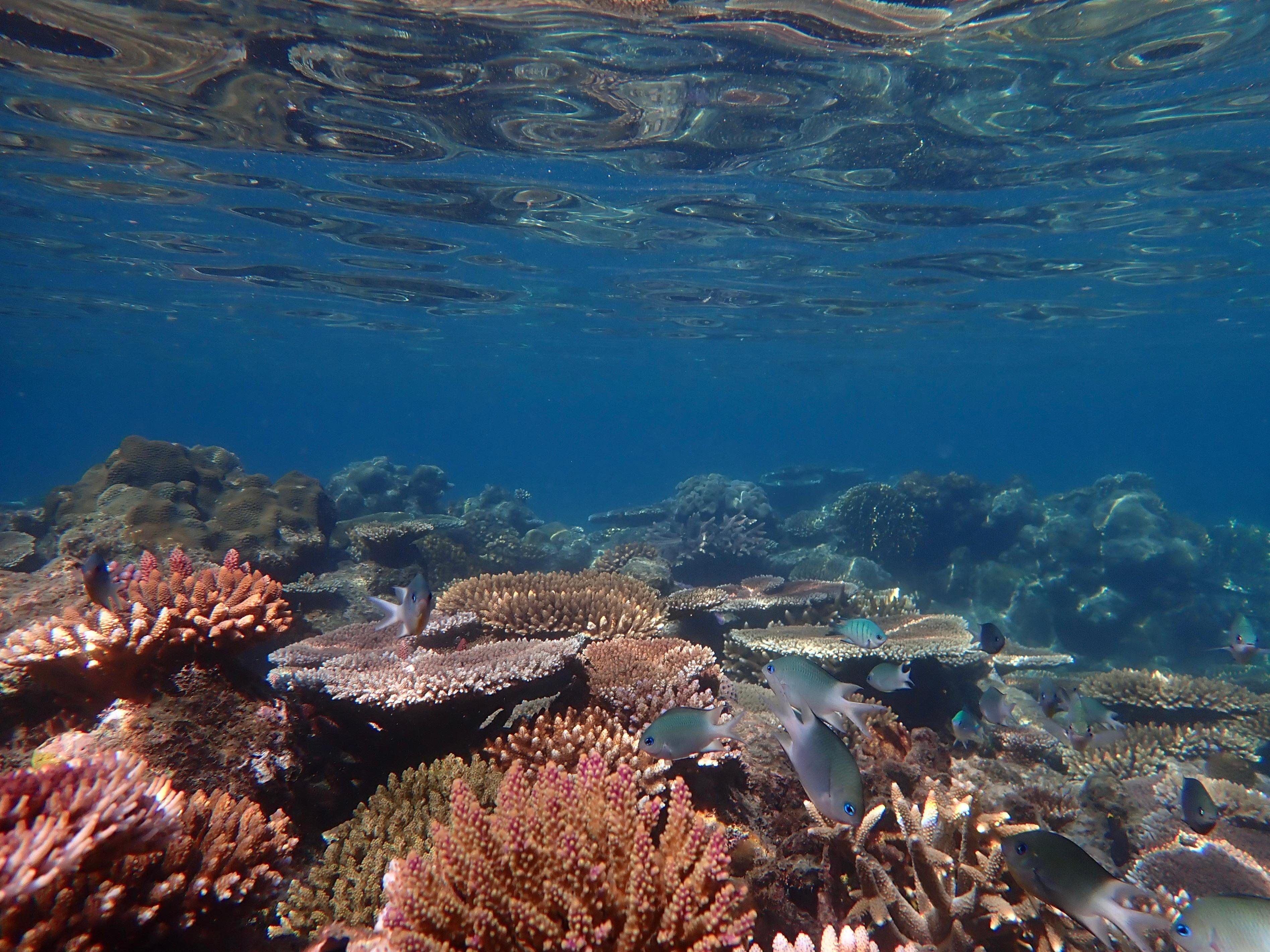 Whitsundays Luxury Catamaran Sail, Snorkel & SUP Day Tour