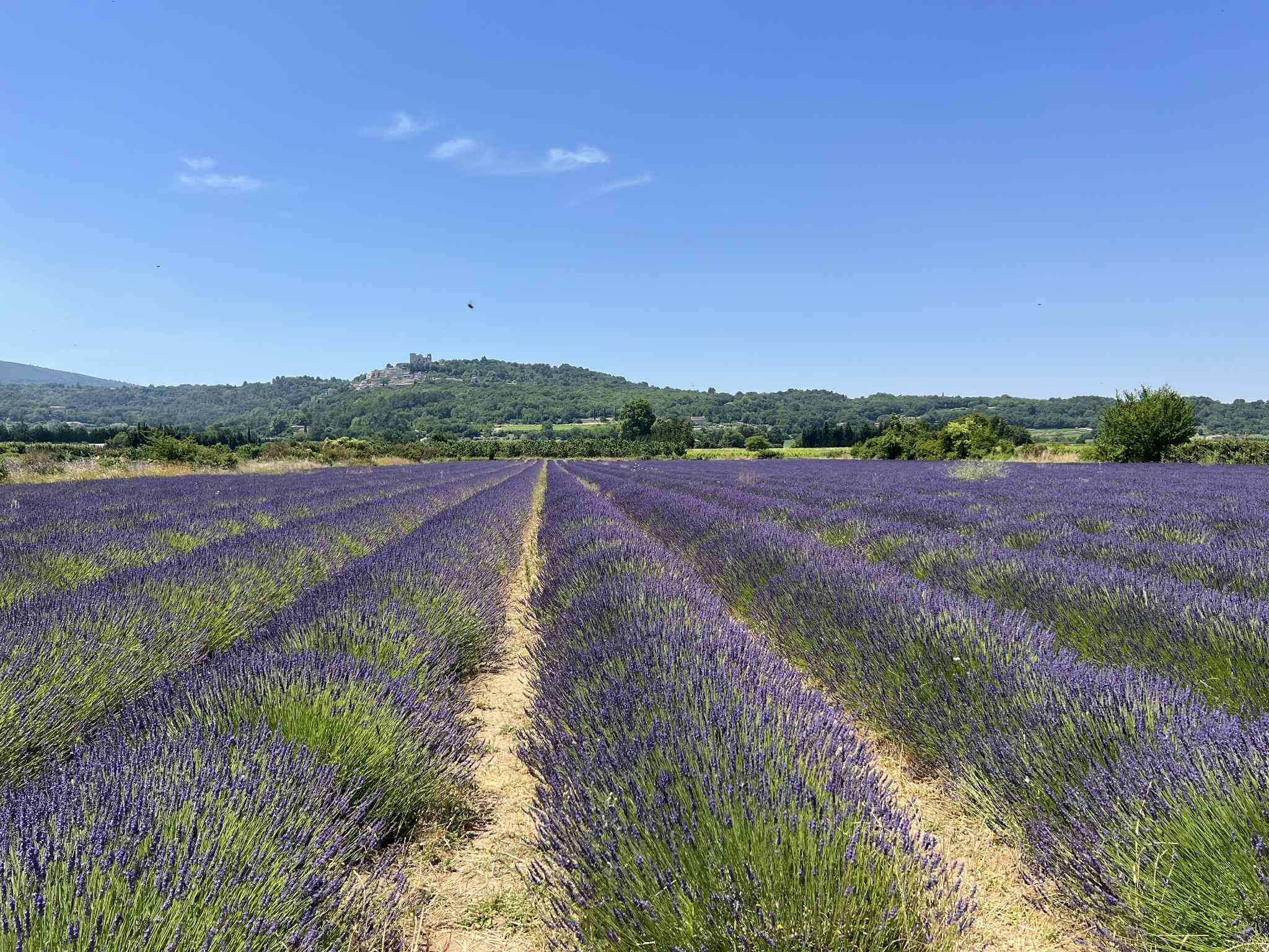 Valensole lavender fields in Provence — guided lavender tour photo 2