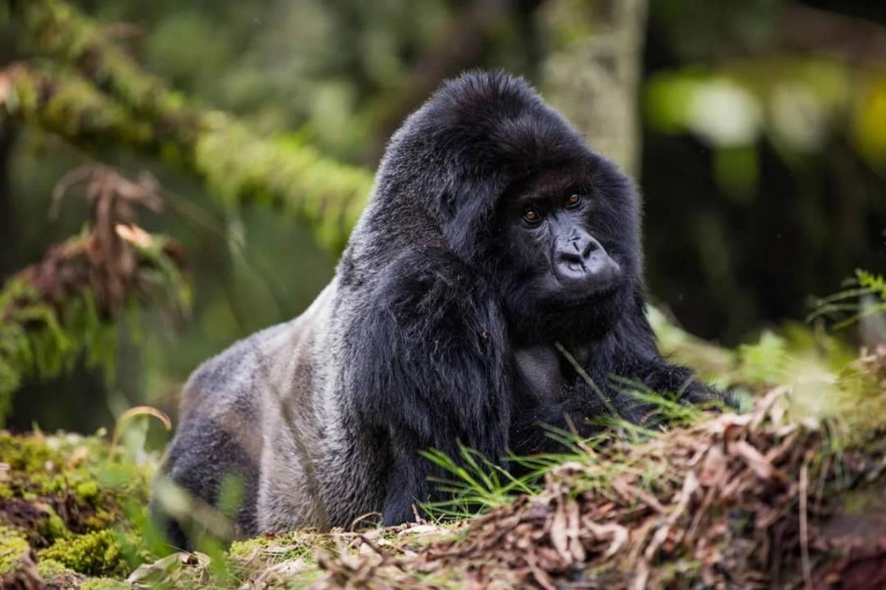 Volcanoes National Park Gorilla Trek from Kigali