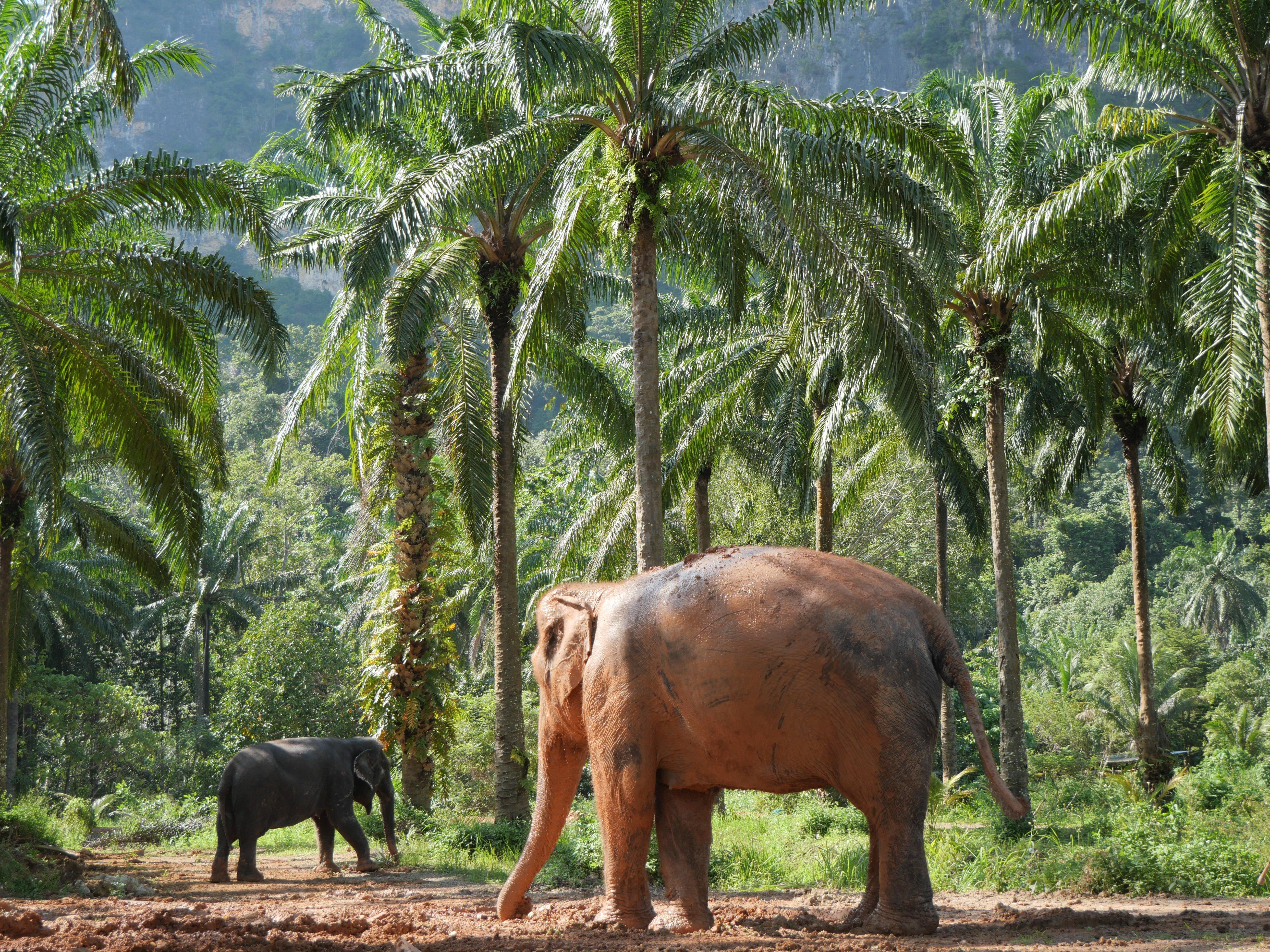 Krabi Ethical Elephant Sanctuary: Observe, Feed & Walk (No Touching)