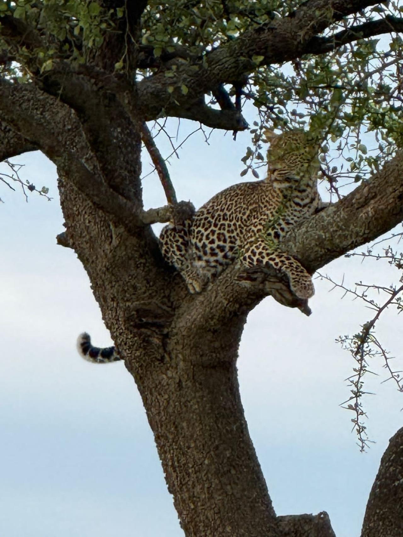 Nairobi National Park Half-Day Wildlife Safari