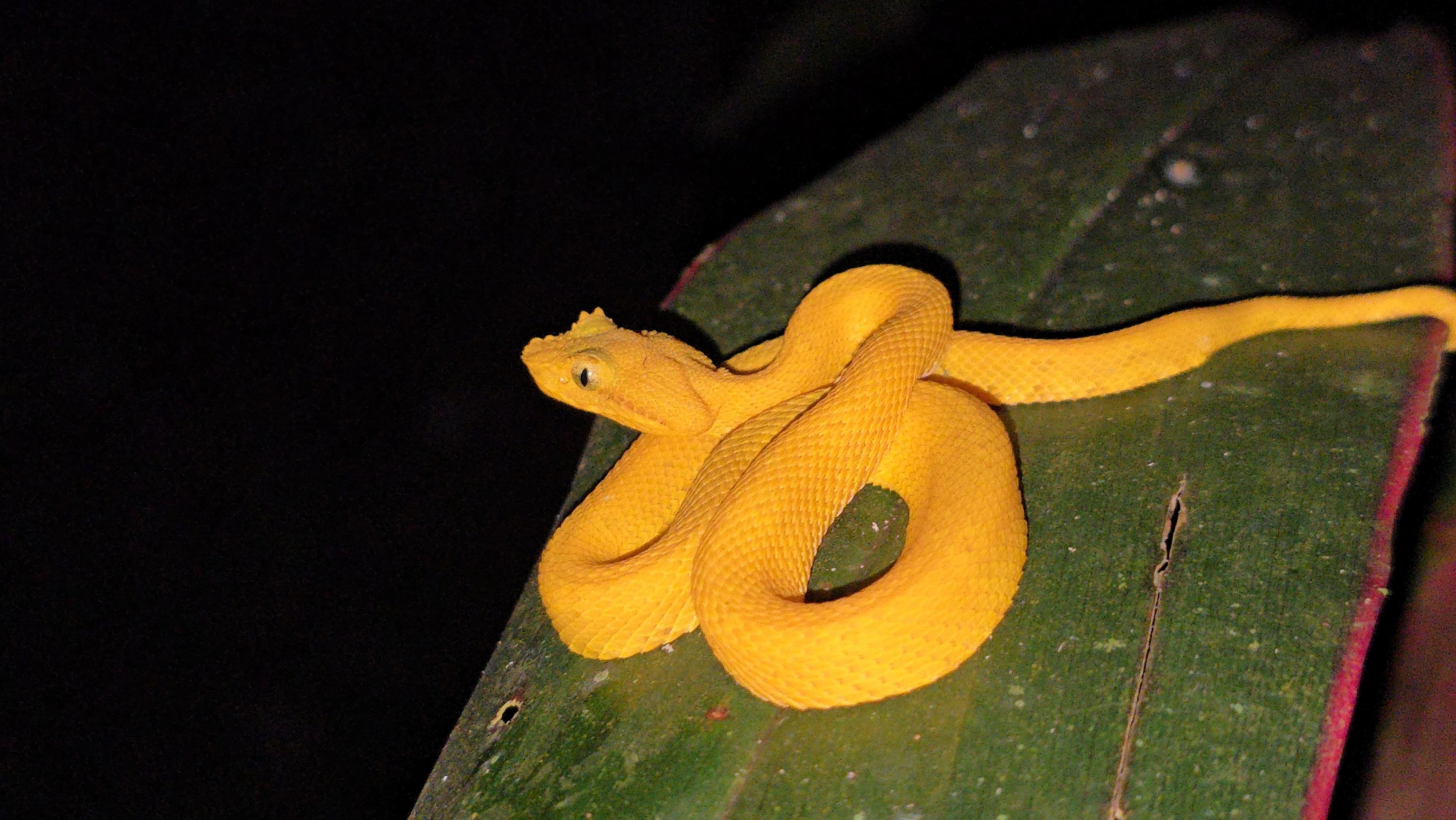 Caribbean Rainforest Night Wildlife Tour