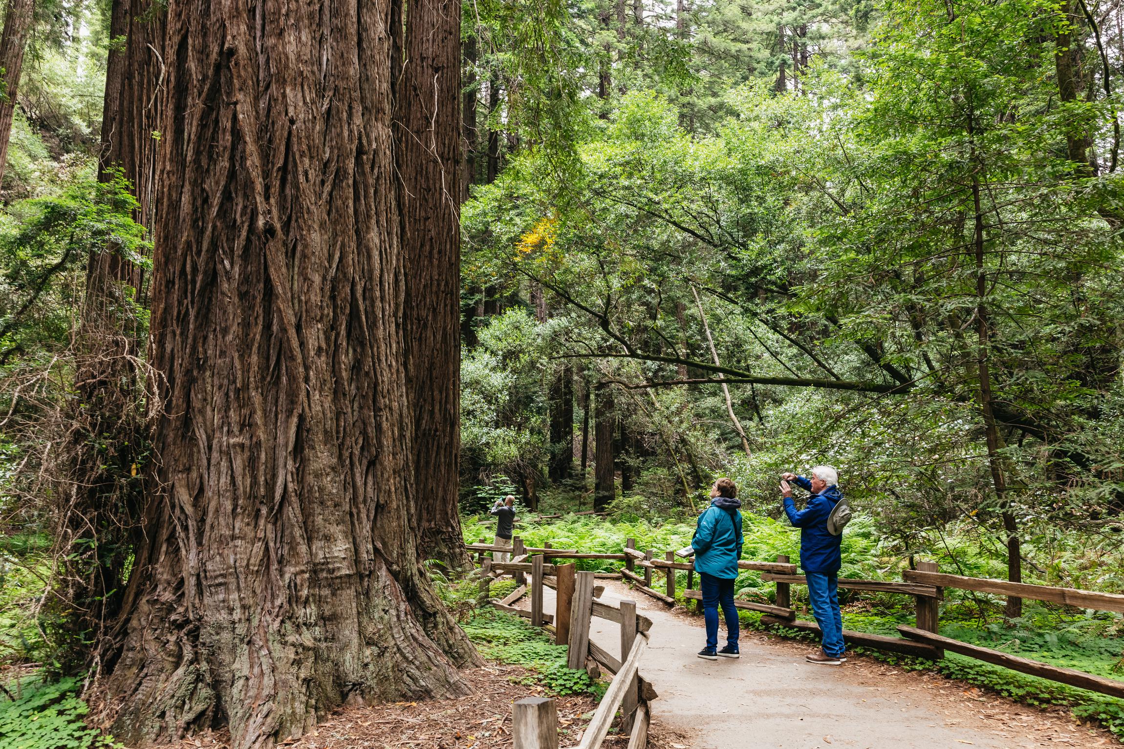 San Francisco: Muir Woods, Napa & Sonoma Wine Country Day Tour