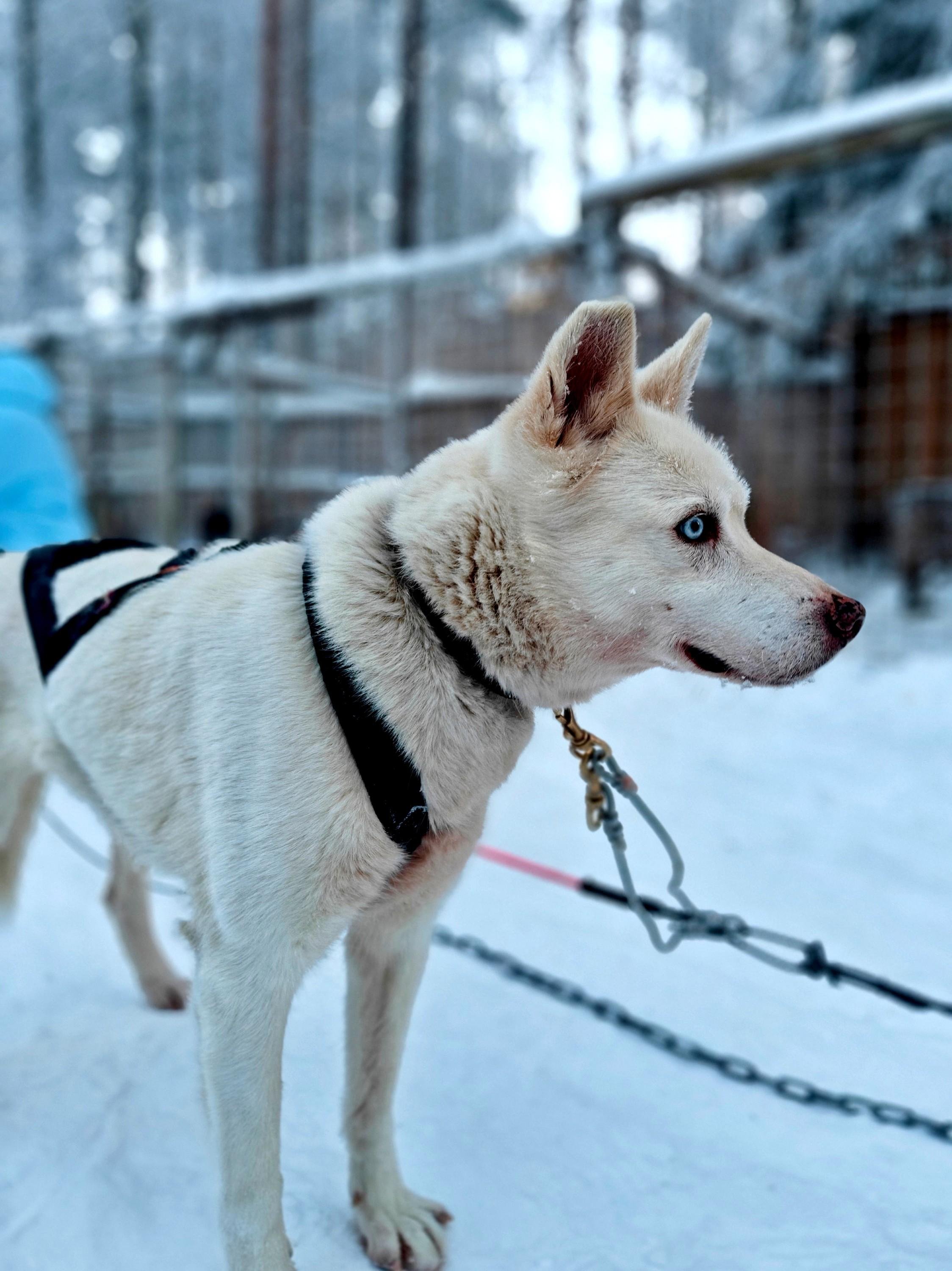 Rovaniemi Husky Safari with Transfers & Fireside BBQ