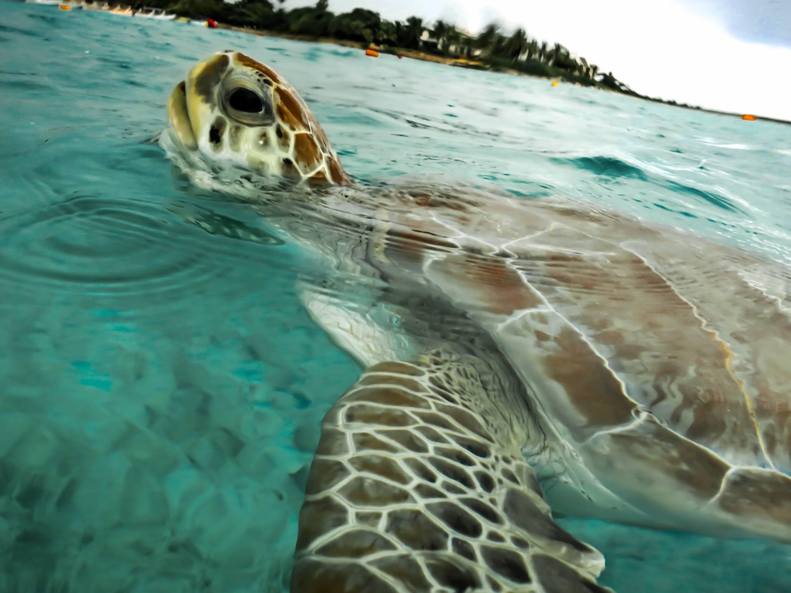 Akumal Bay Sea Turtle Snorkeling Experience