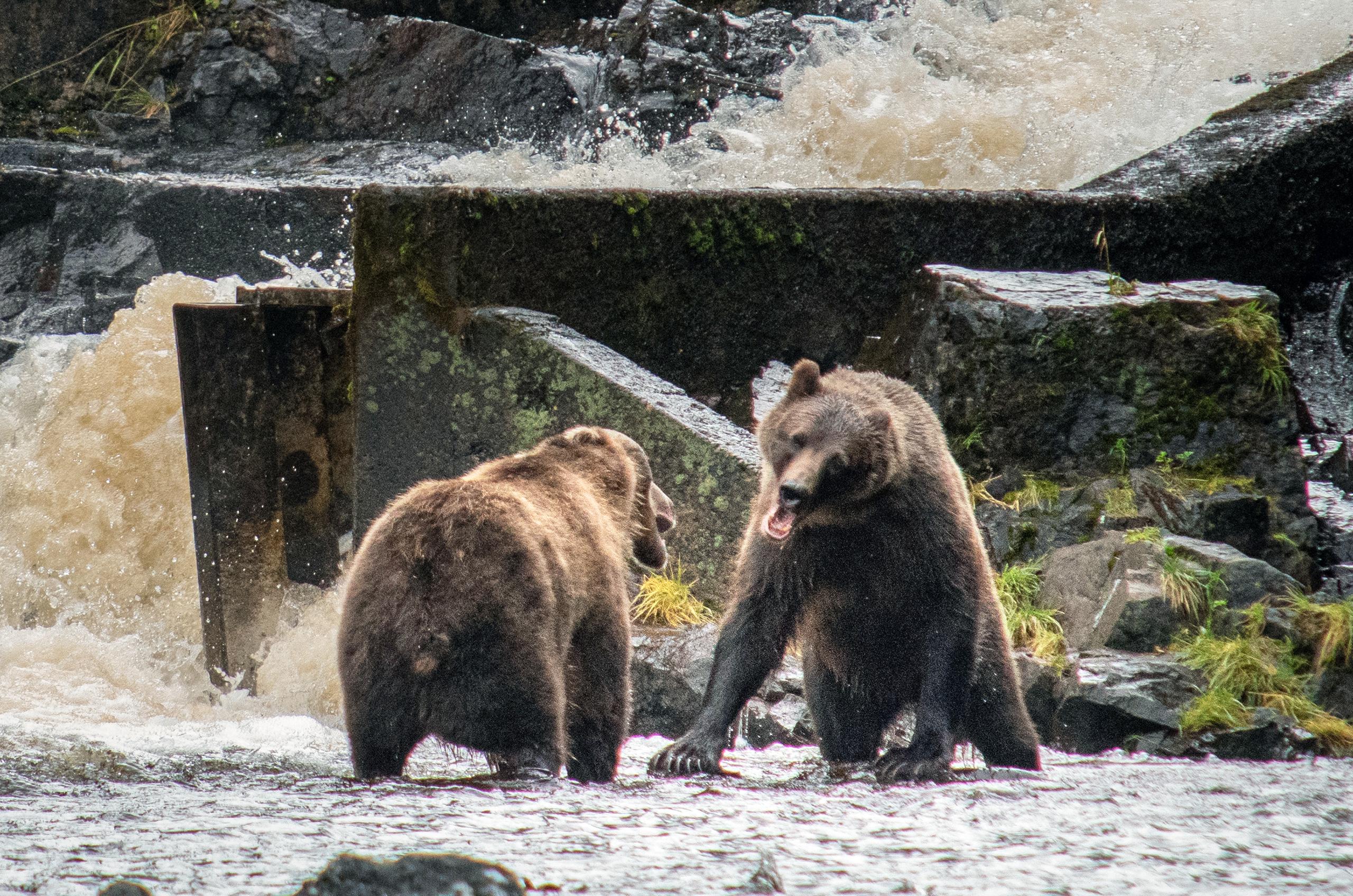 Chichagof Island Grizzly Bear Viewing by Floatplane