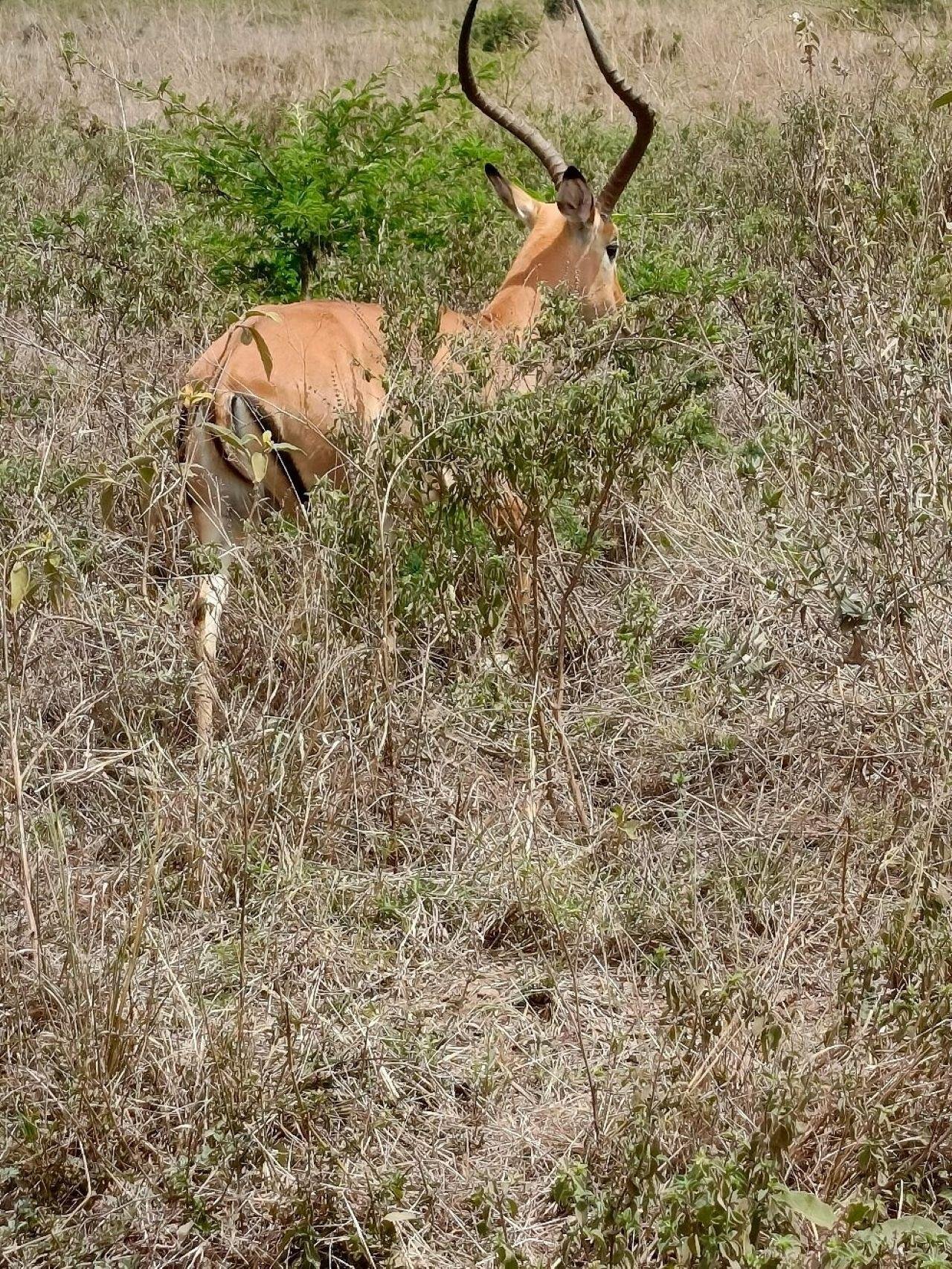 Nairobi National Park Twilight Safari & Sundowner