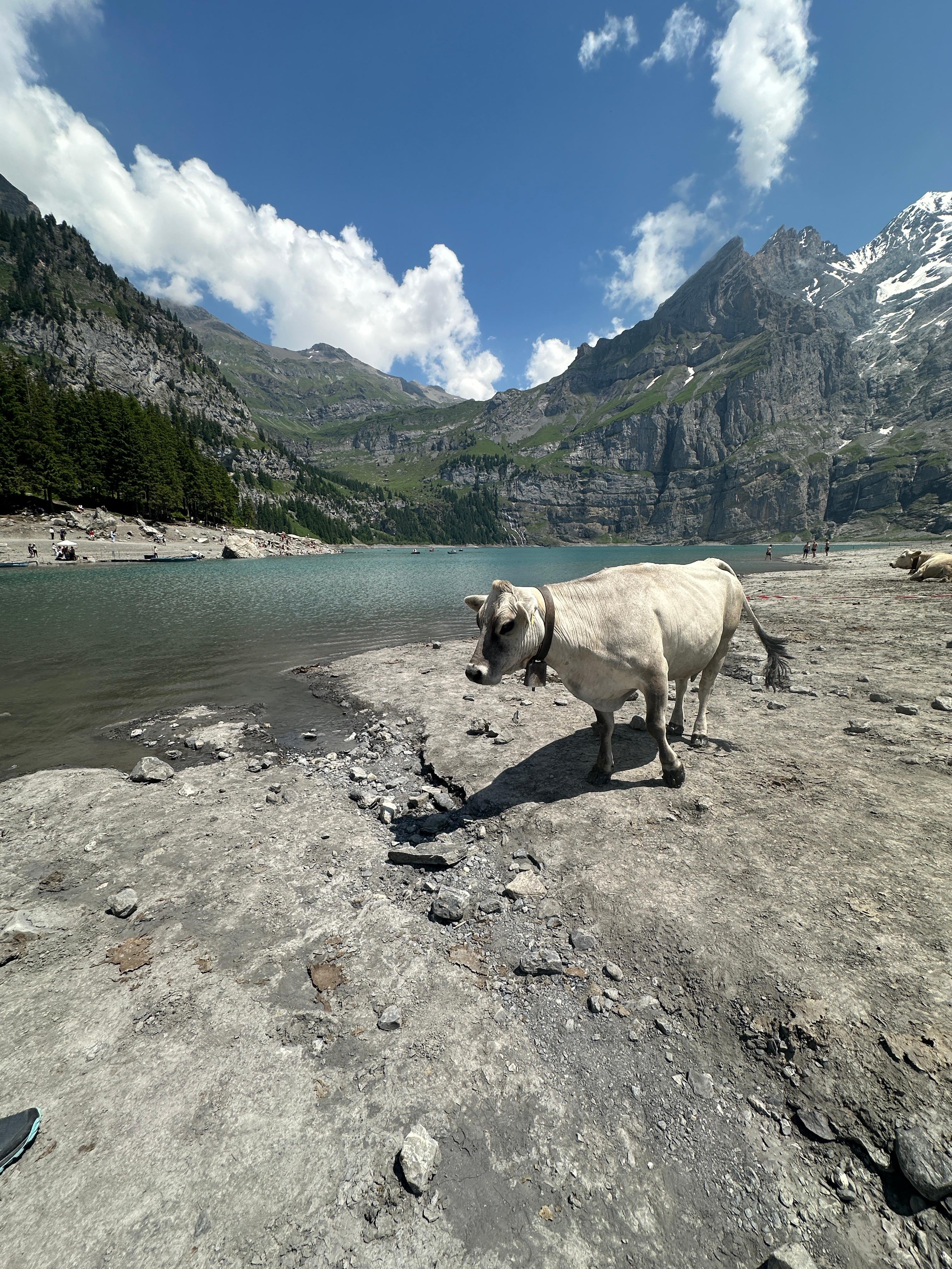 Oeschinen Lake Alpine Escape from Interlaken