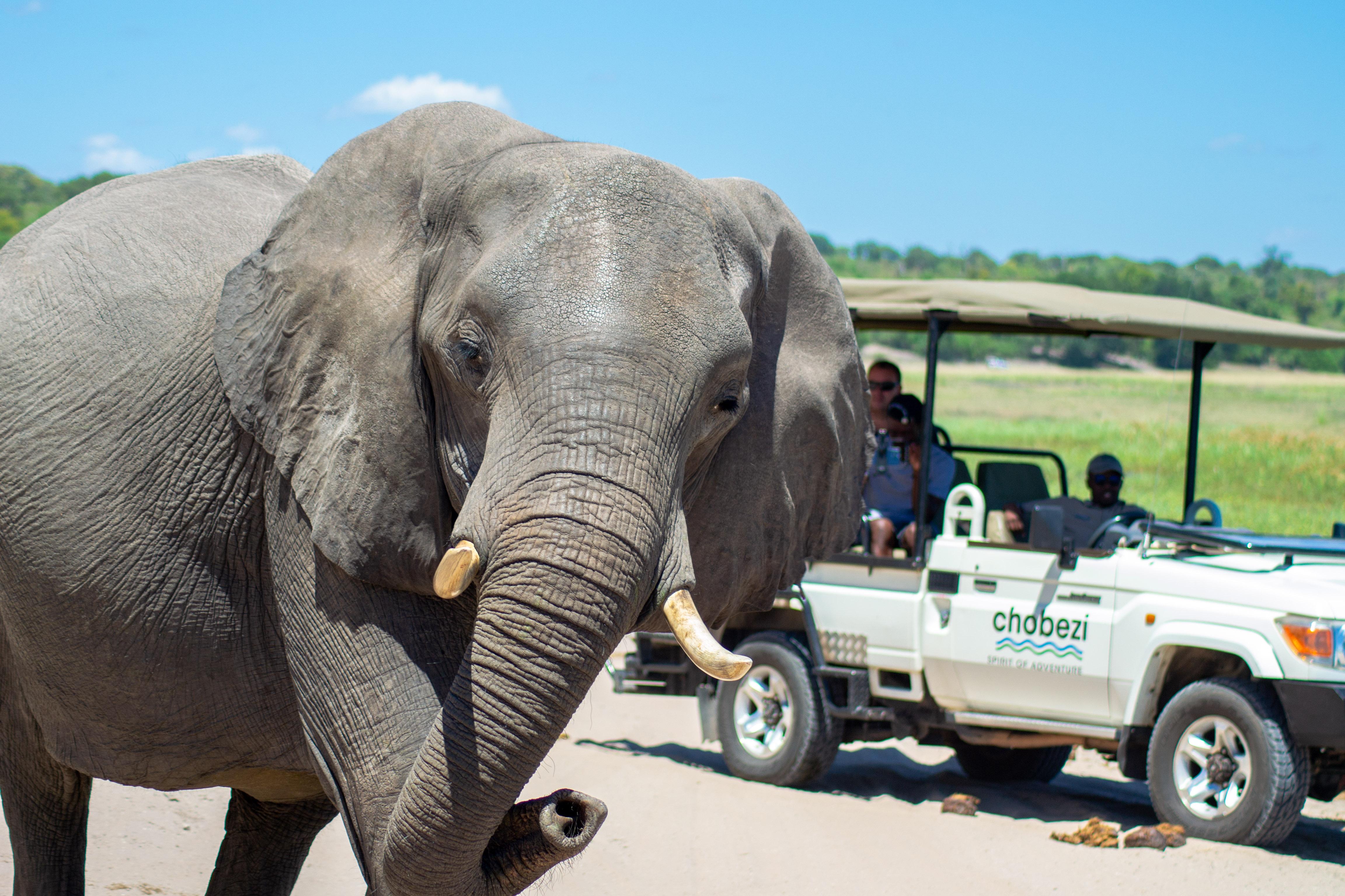 Chobe National Park Full-Day Safari from Victoria Falls