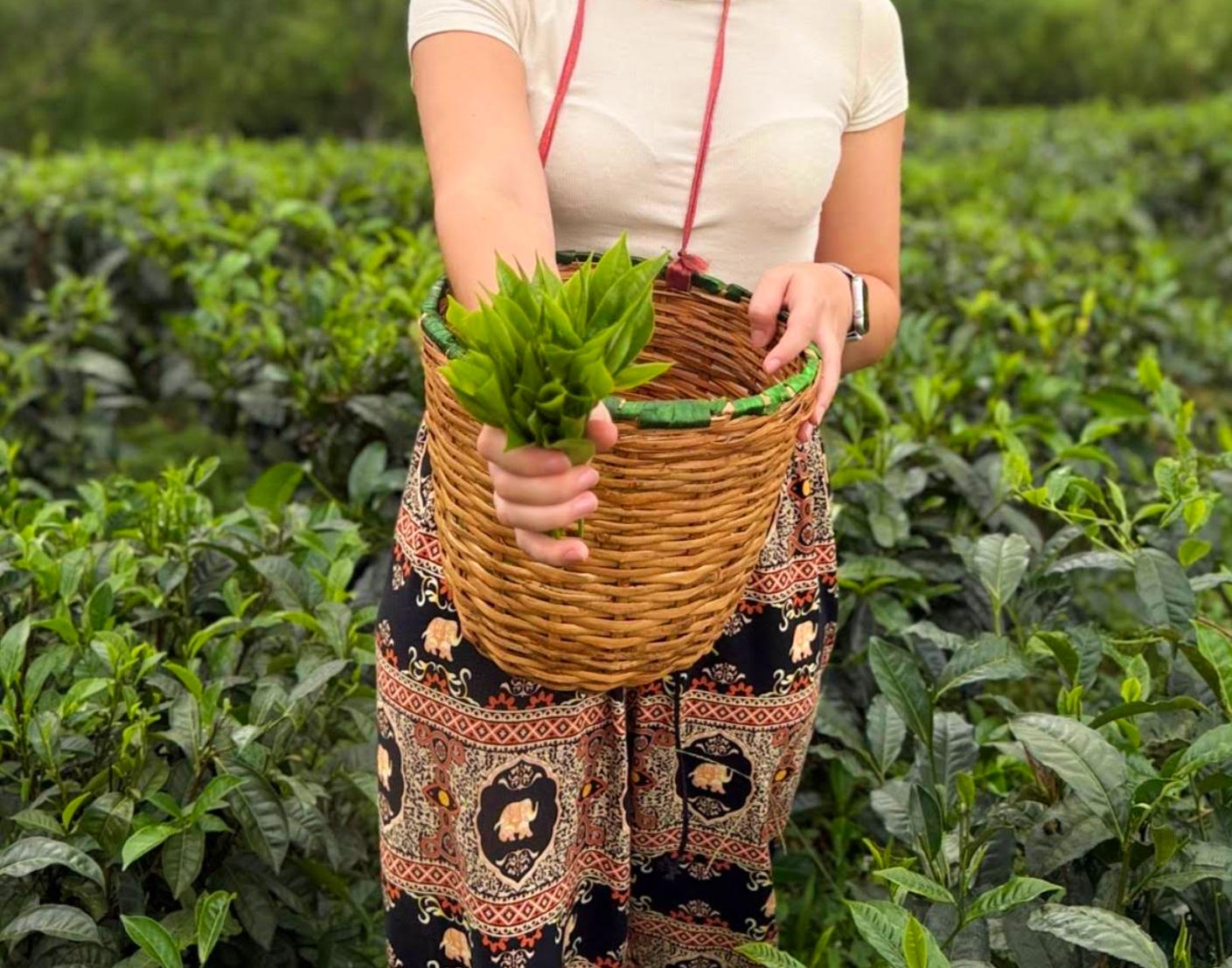Ella: Hands-On Tea Crafting and Tasting Experience