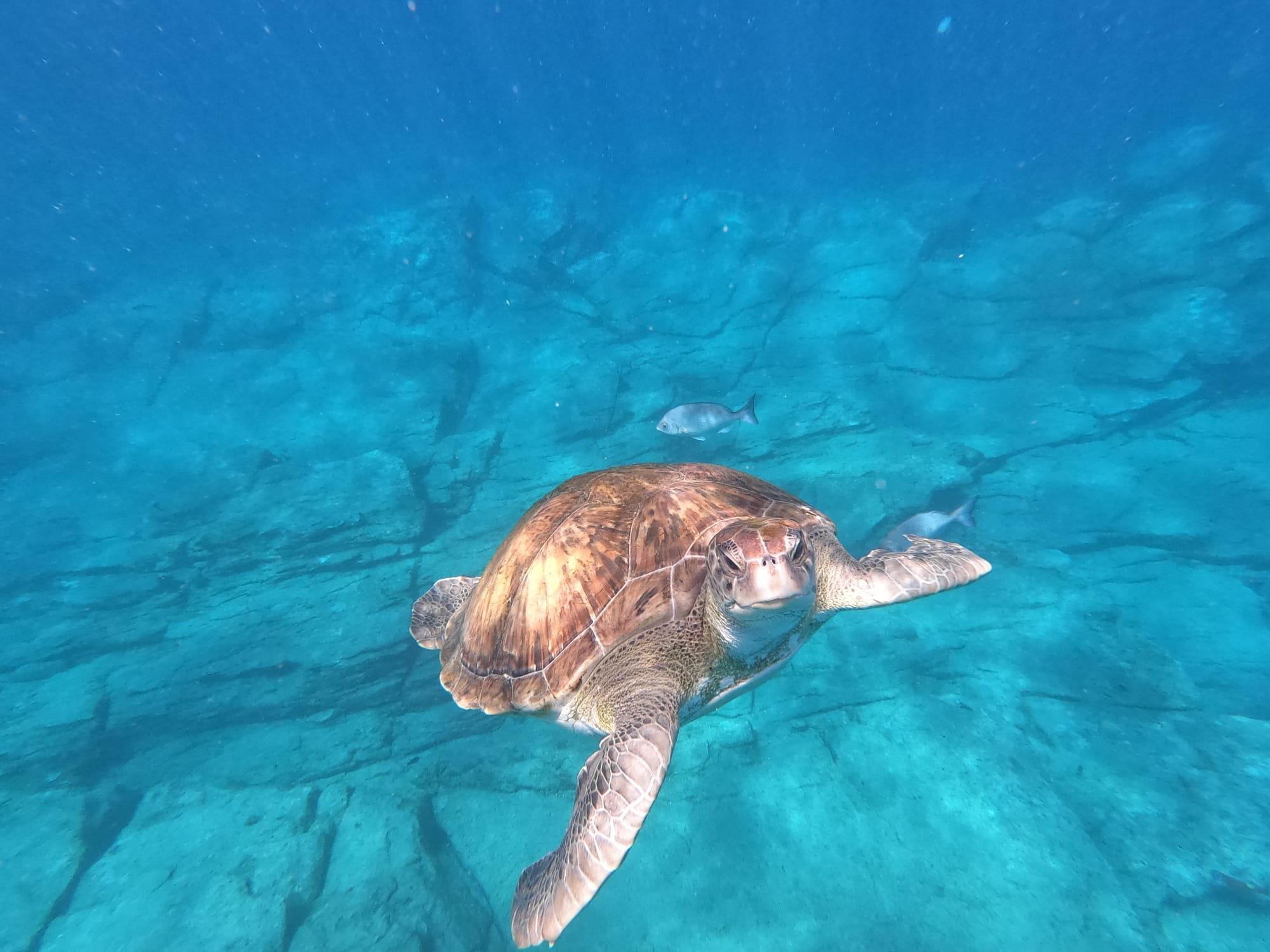 Coastal Kayak & Snorkel Adventure in Los Cristianos