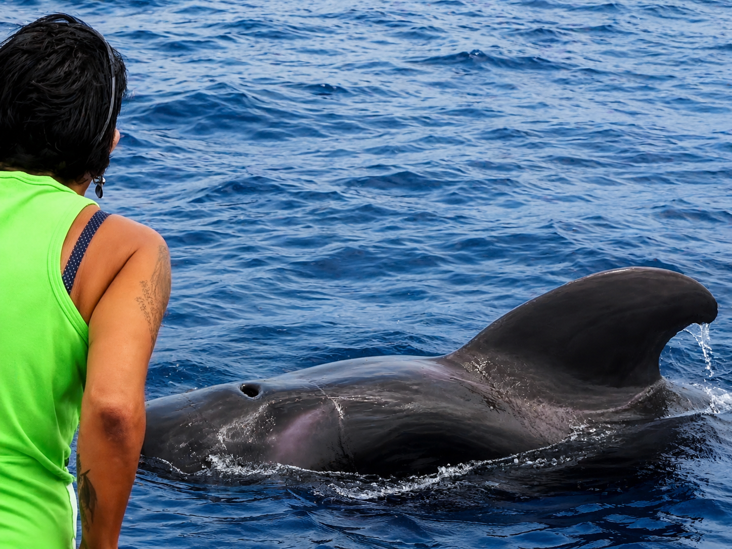 Tenerife Eco-Friendly Whale & Dolphin Catamaran Safari