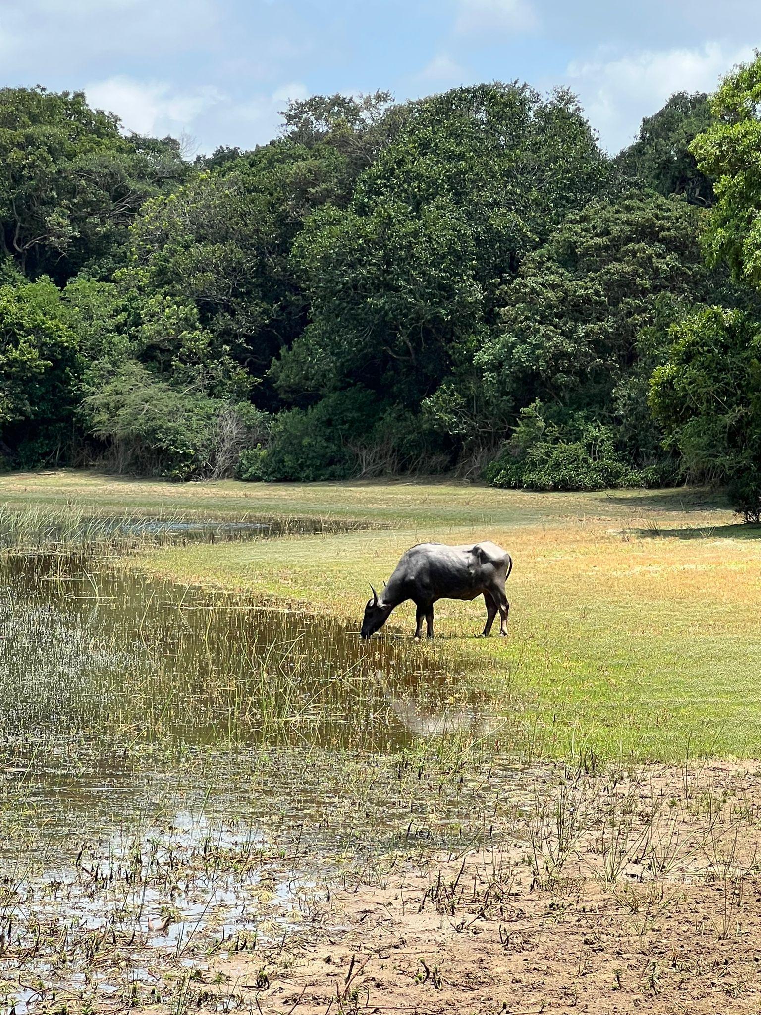 Full-Day Wilpattu National Park Safari from Anuradhapura