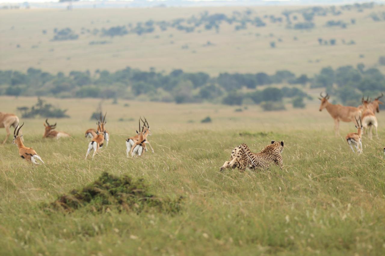 3-Day Masai Mara Safari Adventure from Nairobi