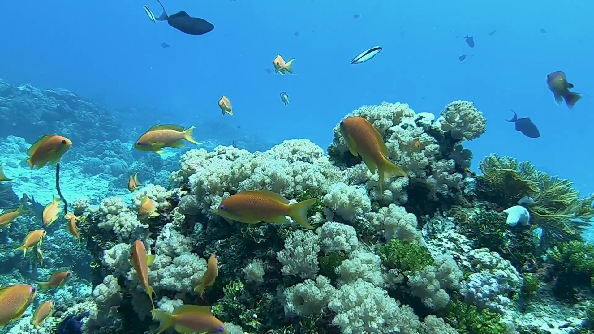 Mnemba Atoll Dolphin & Snorkel Boat Adventure from Kendwa or Nungwi