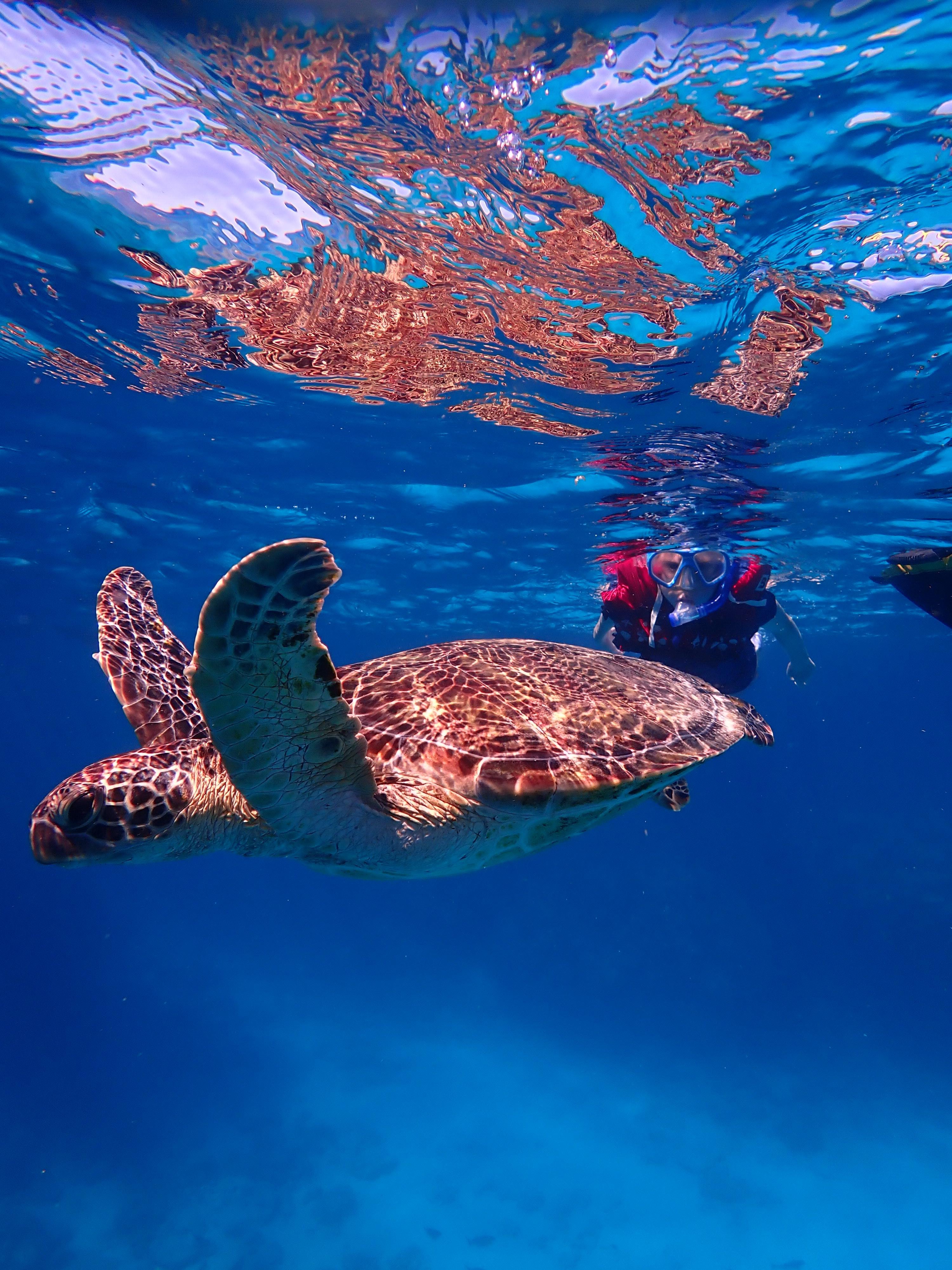 Kerama Islands Snorkeling & Sea Turtle Adventure