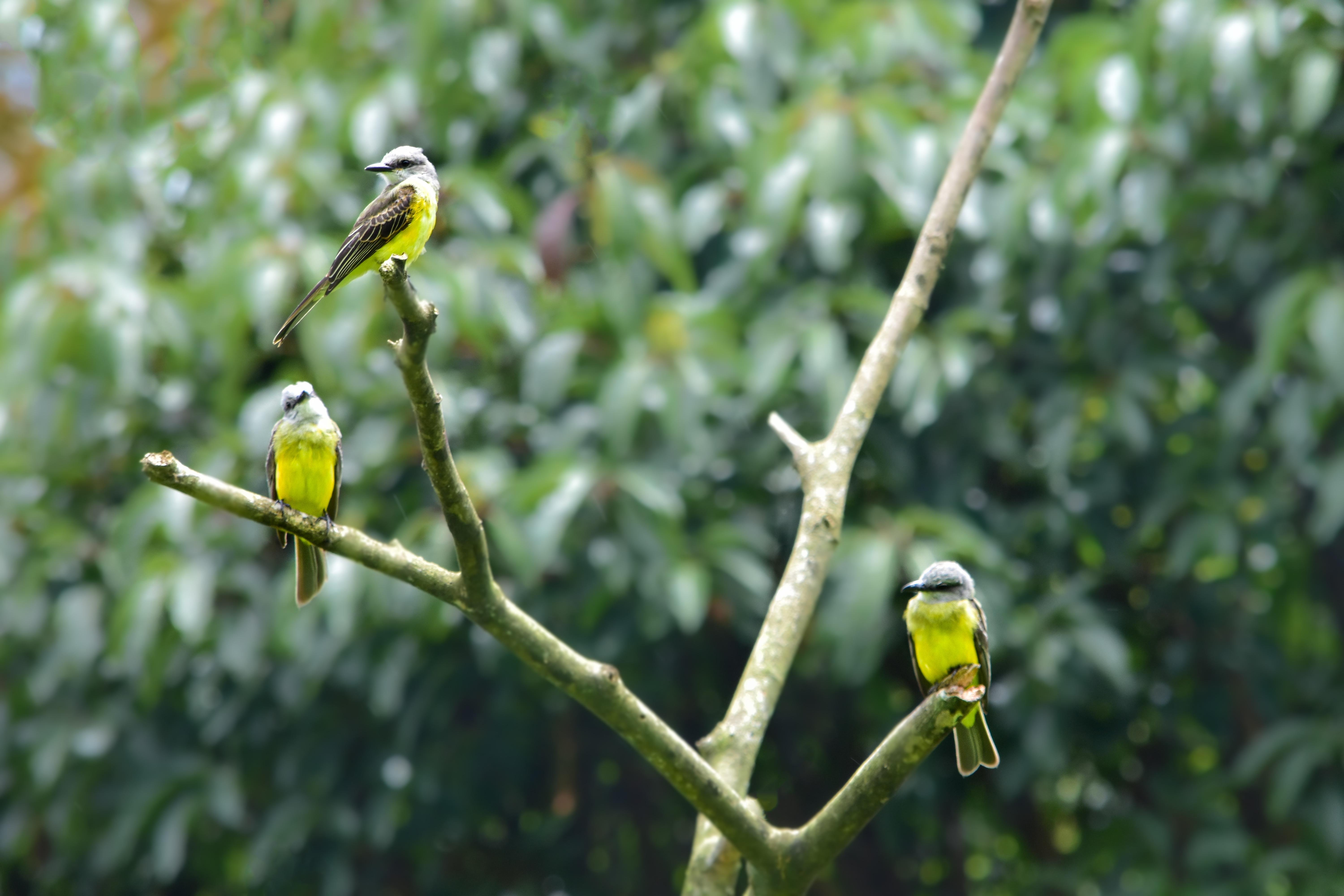 Curicancha Reserve Guided Cloud Forest Walk – Monteverde