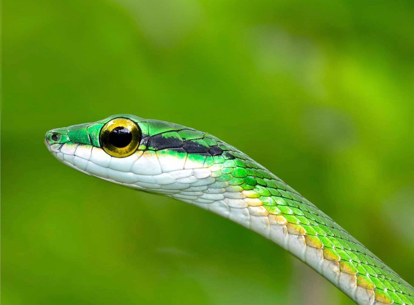 Manuel Antonio National Park: Naturalist-Led Wildlife Walking Tour