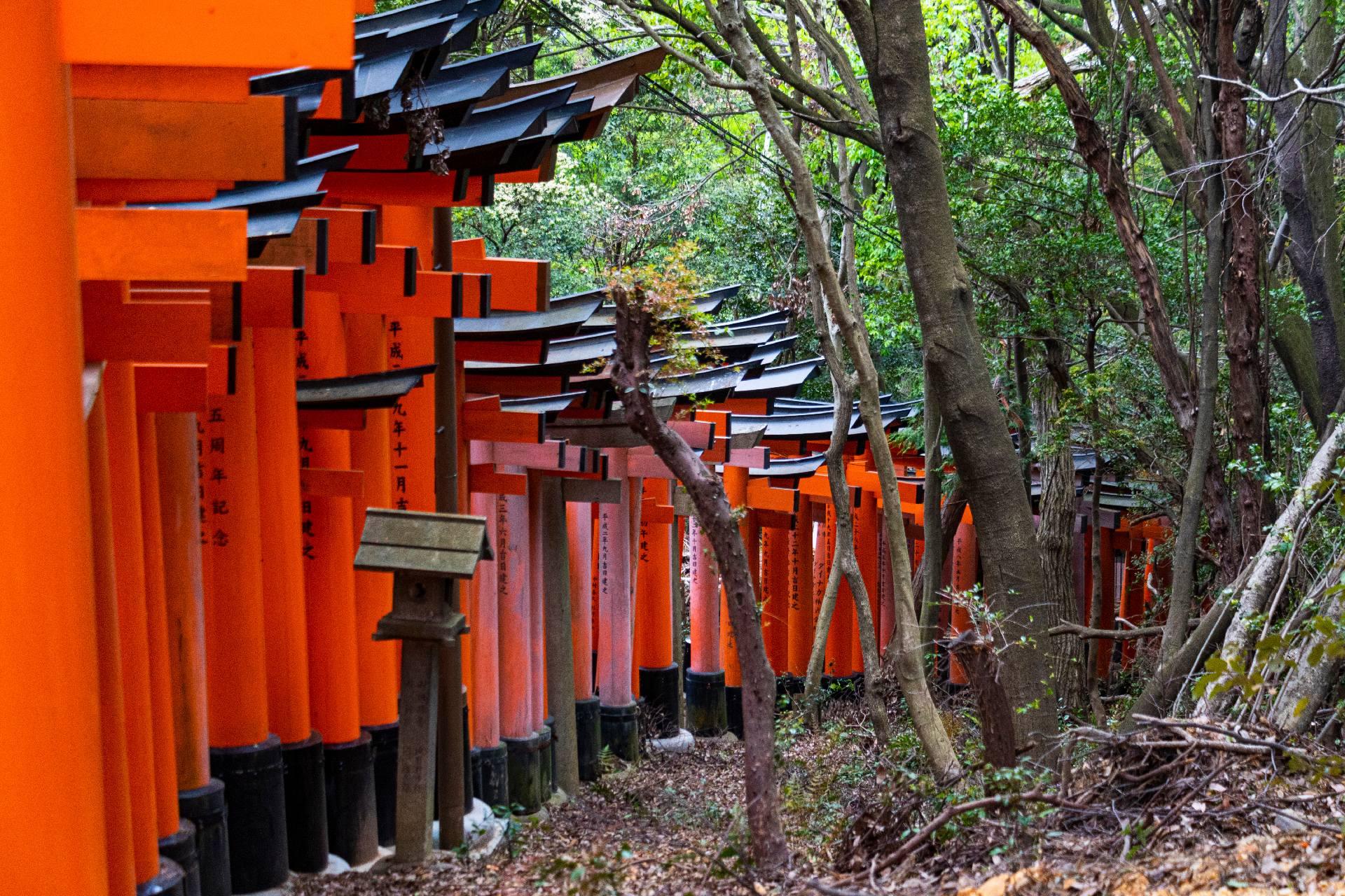 Kyoto & Arashiyama Cultural Explorer Day Trip